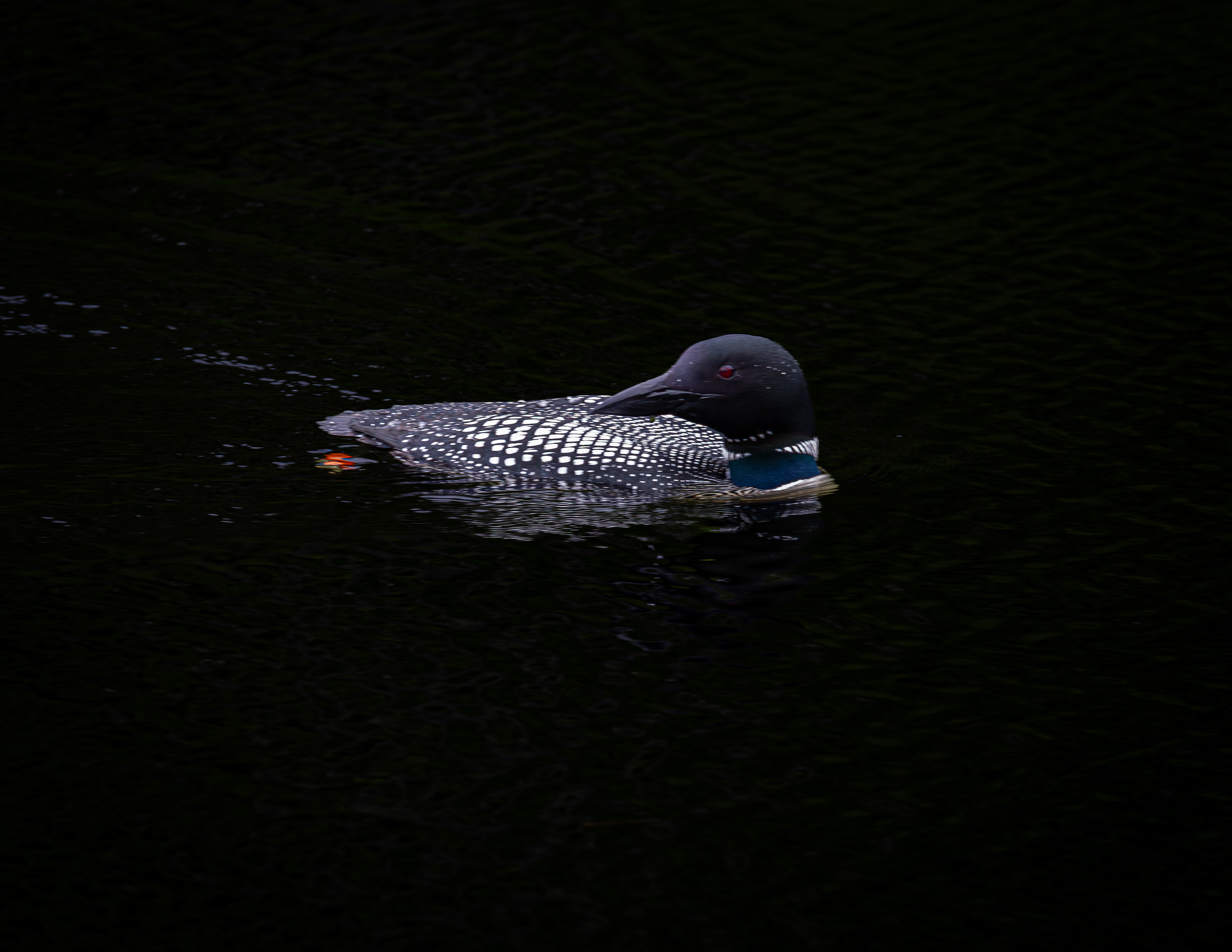 Common Loon No2