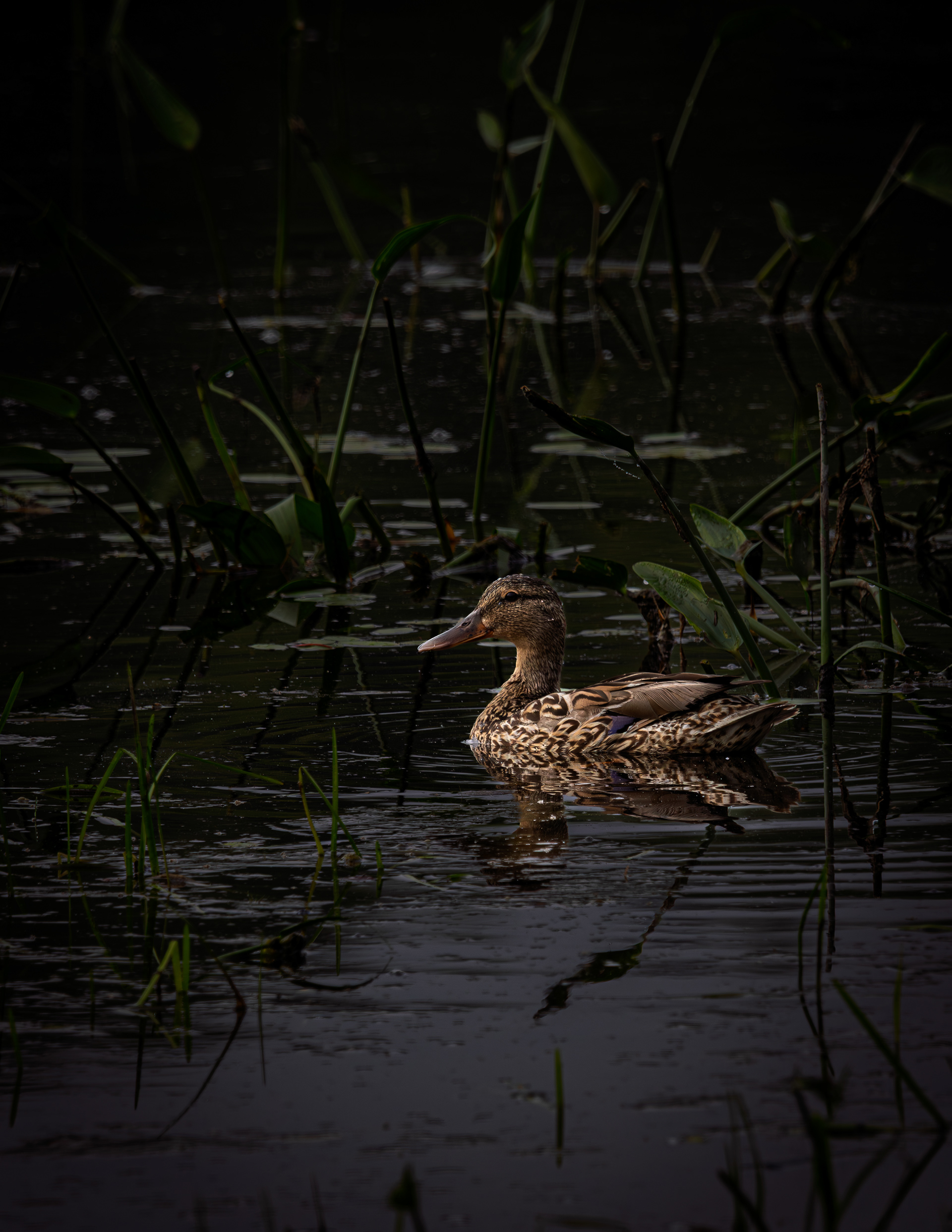 Immature Mallard Duck No2