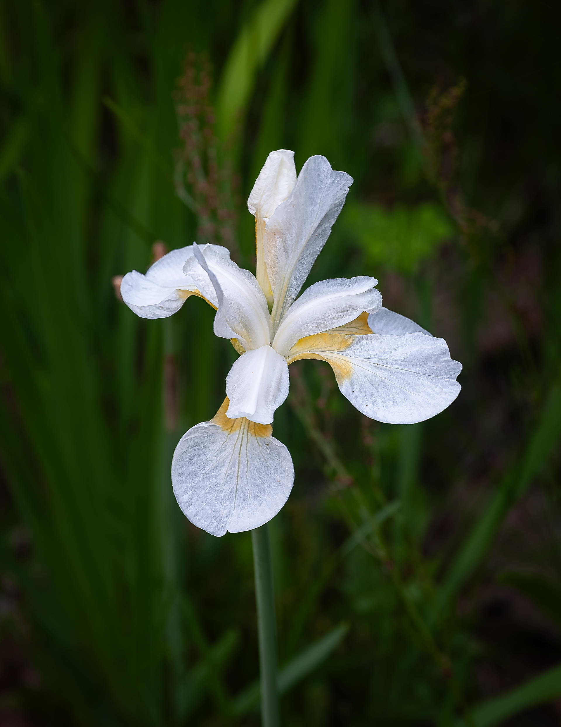 White Iris
