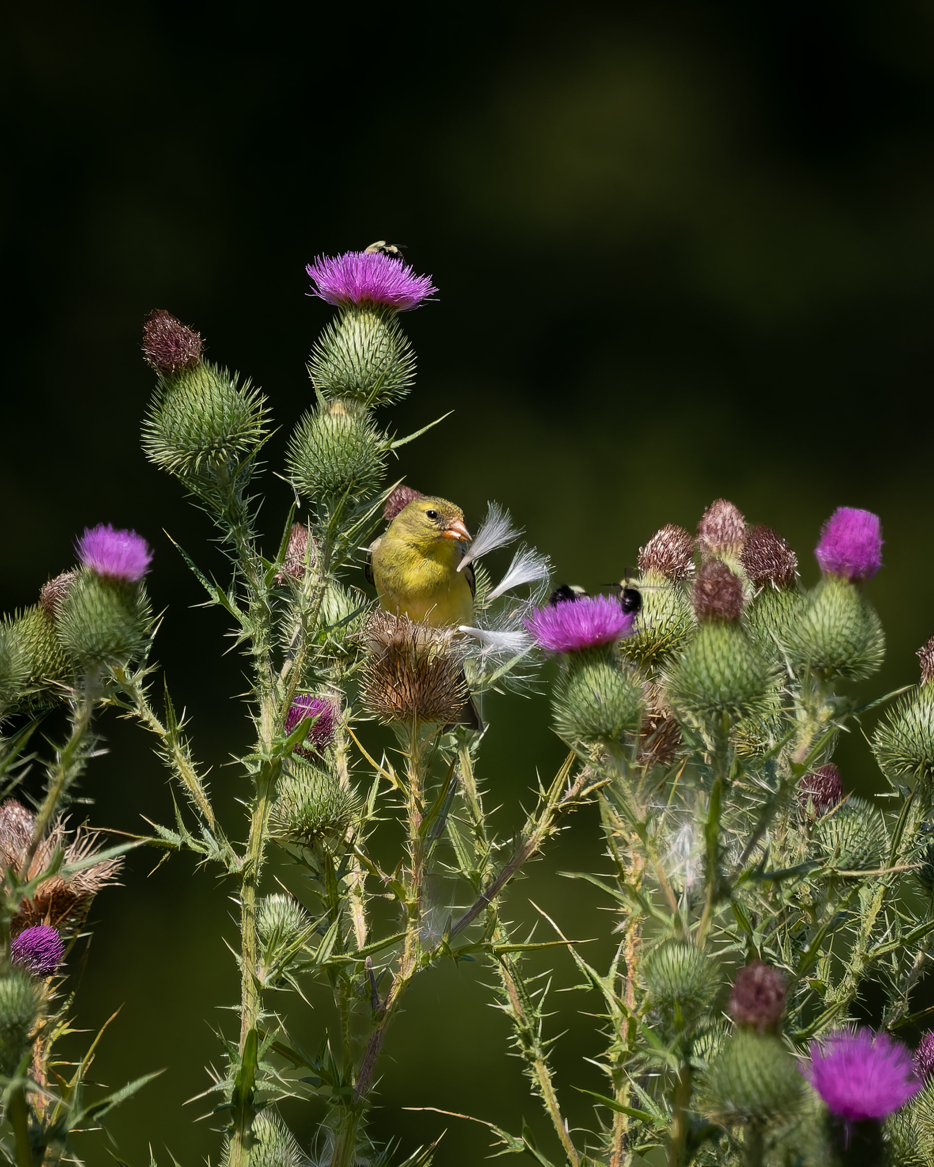 American Goldfinch No4
