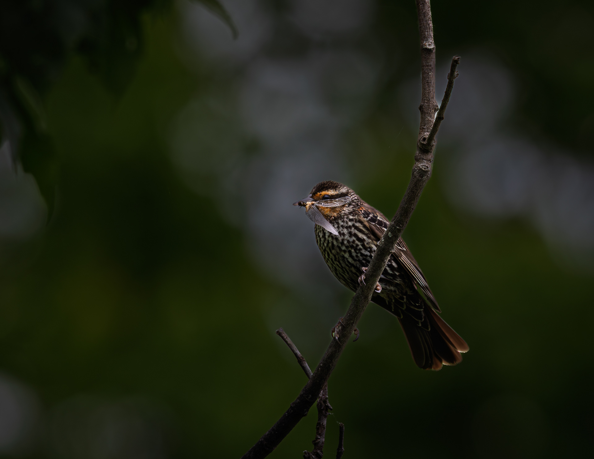 Juvenile Red-winged Blackbird
