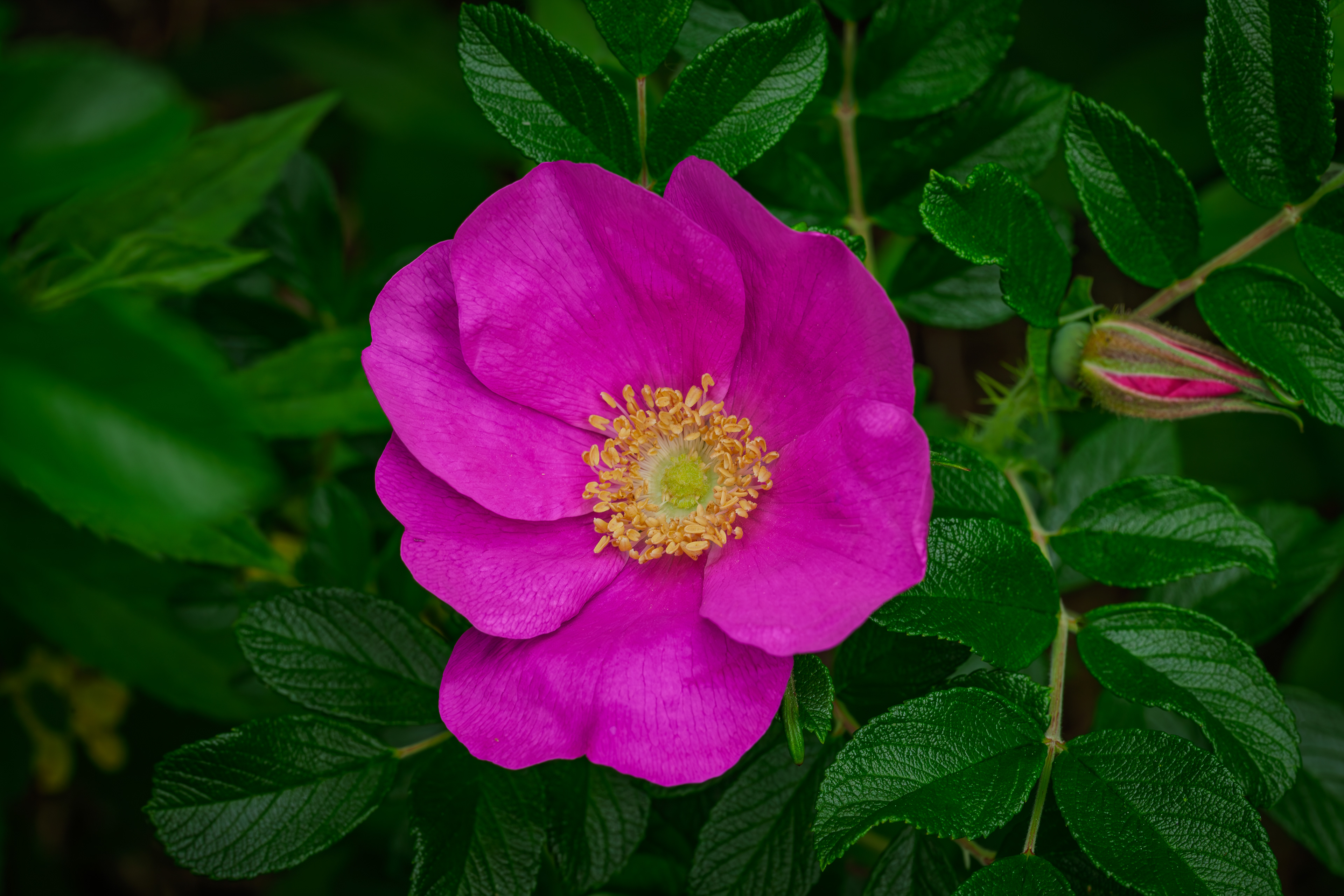 Rugosa Rose