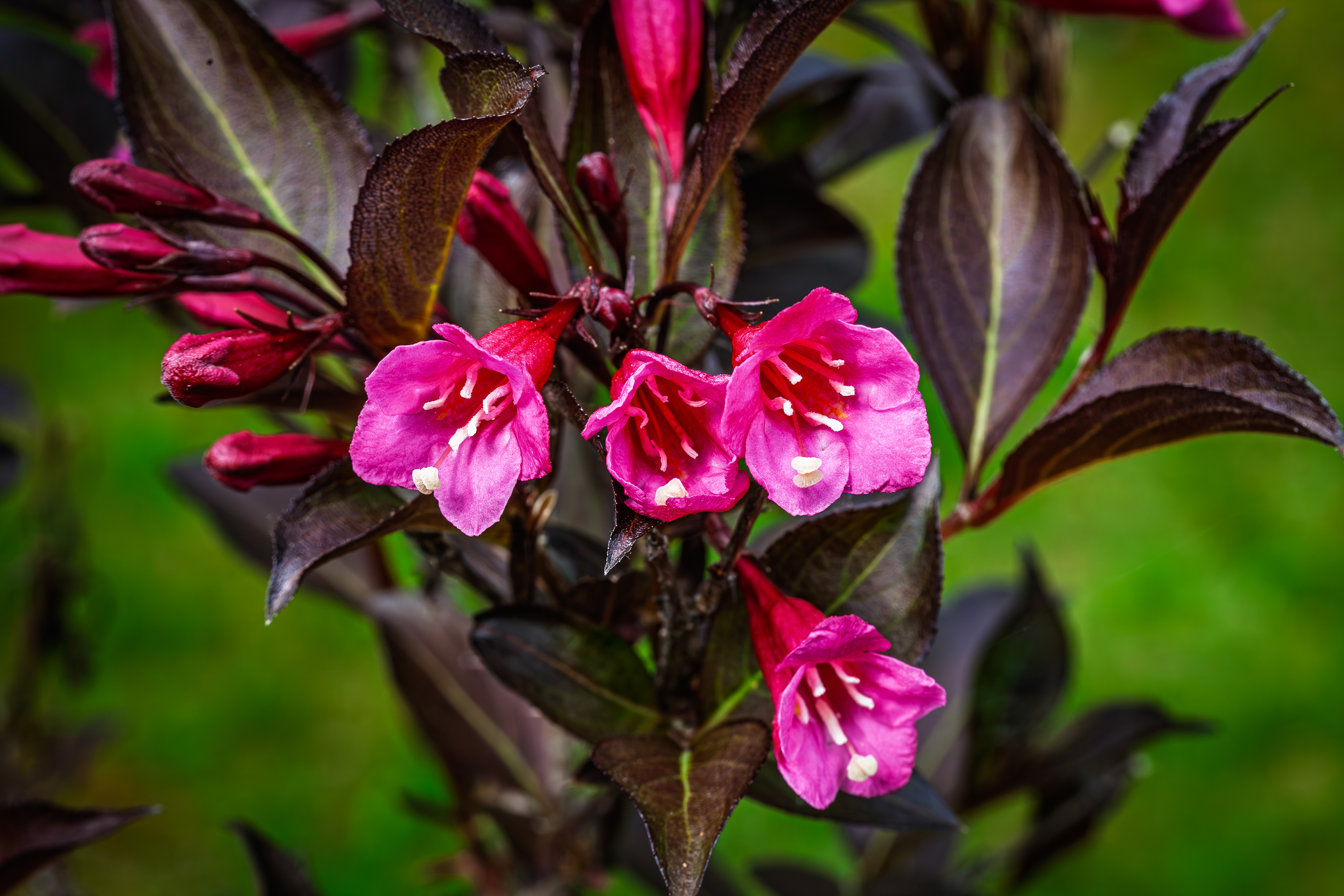 Wine and Roses Weigela