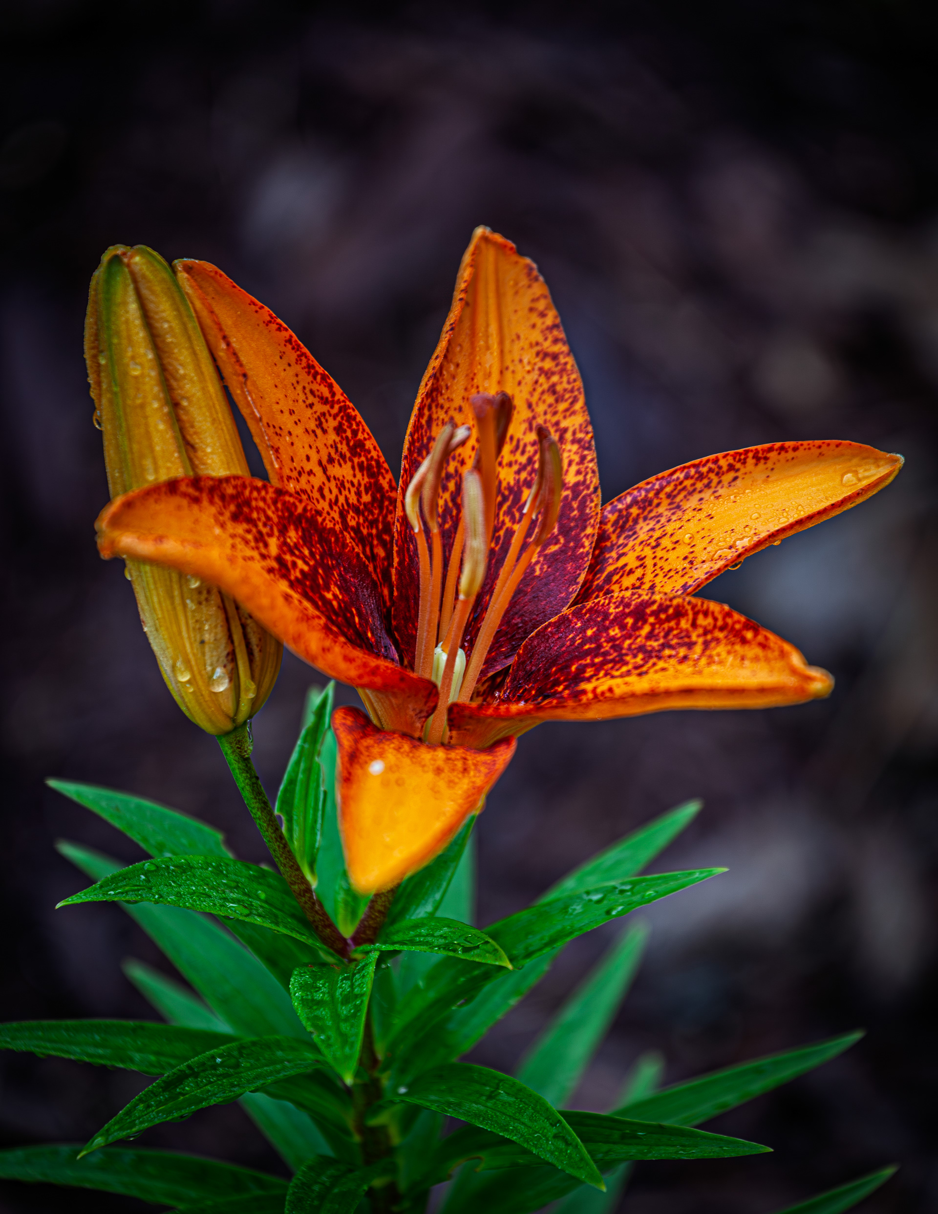 Asiatic Lily