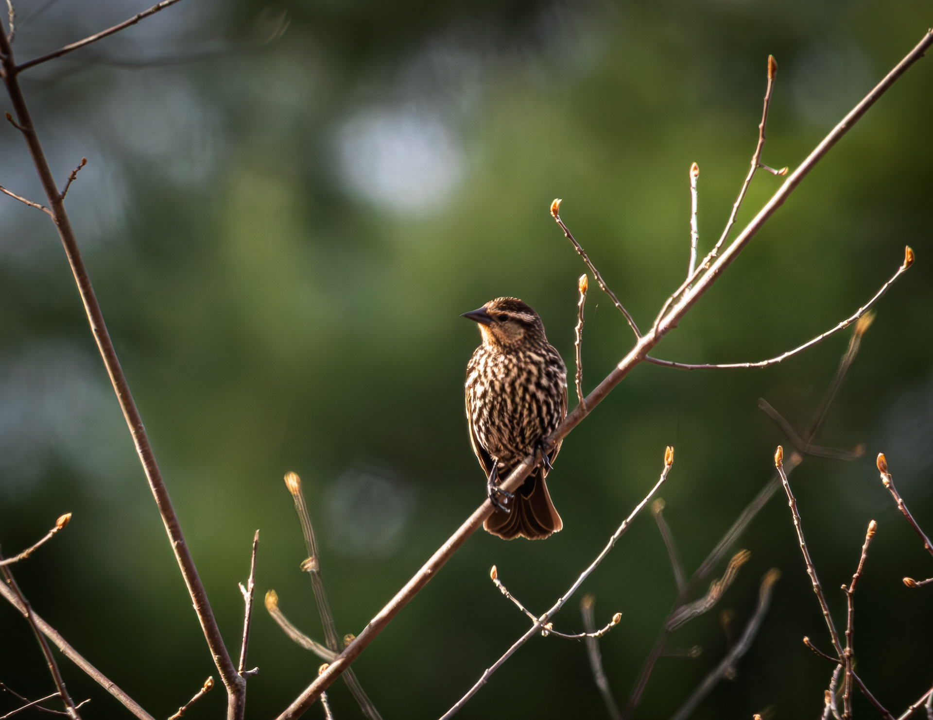 Female Red-Winged Blackbird at CSV