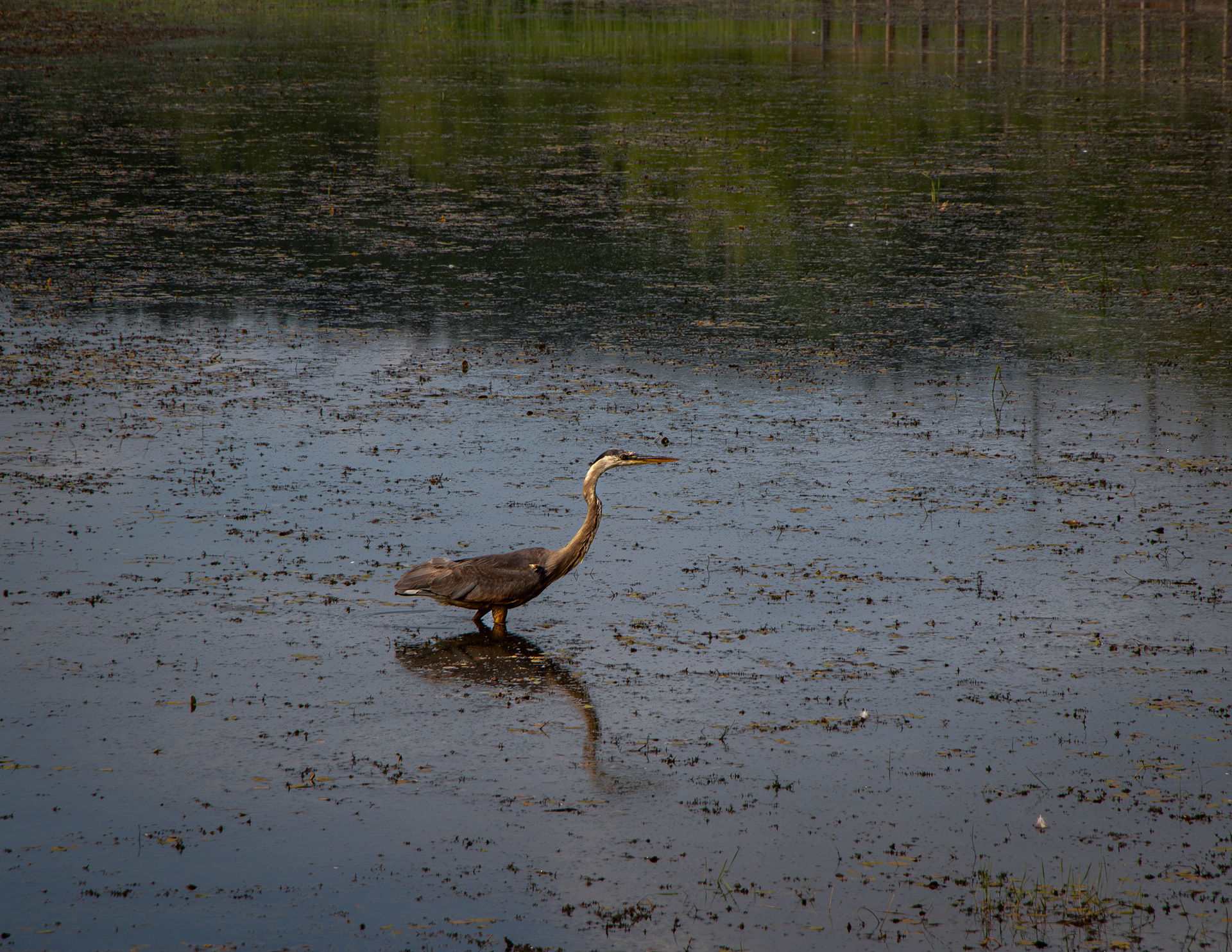 Great Blue Heron at the Laverack Trail