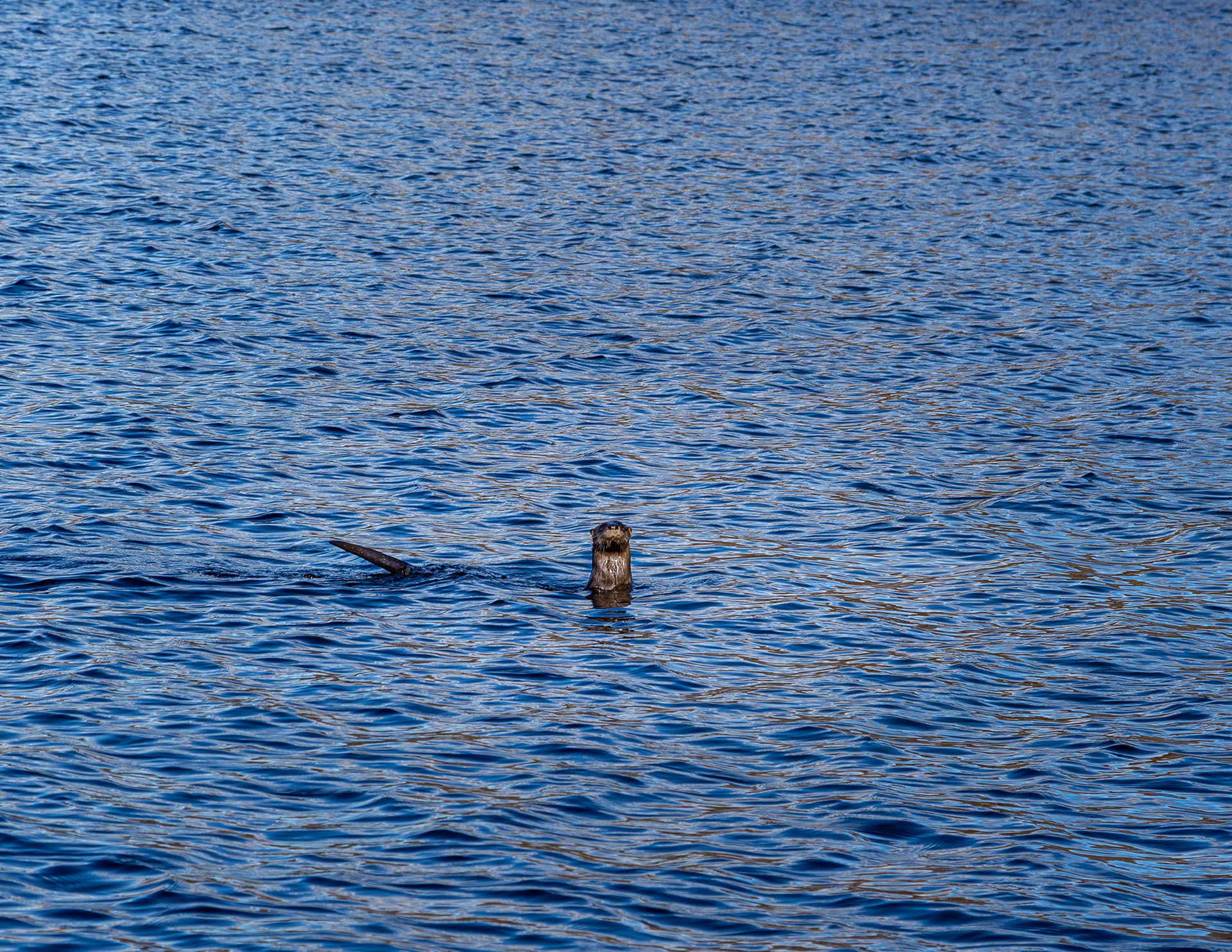 Otter at Meetinghouse Pond