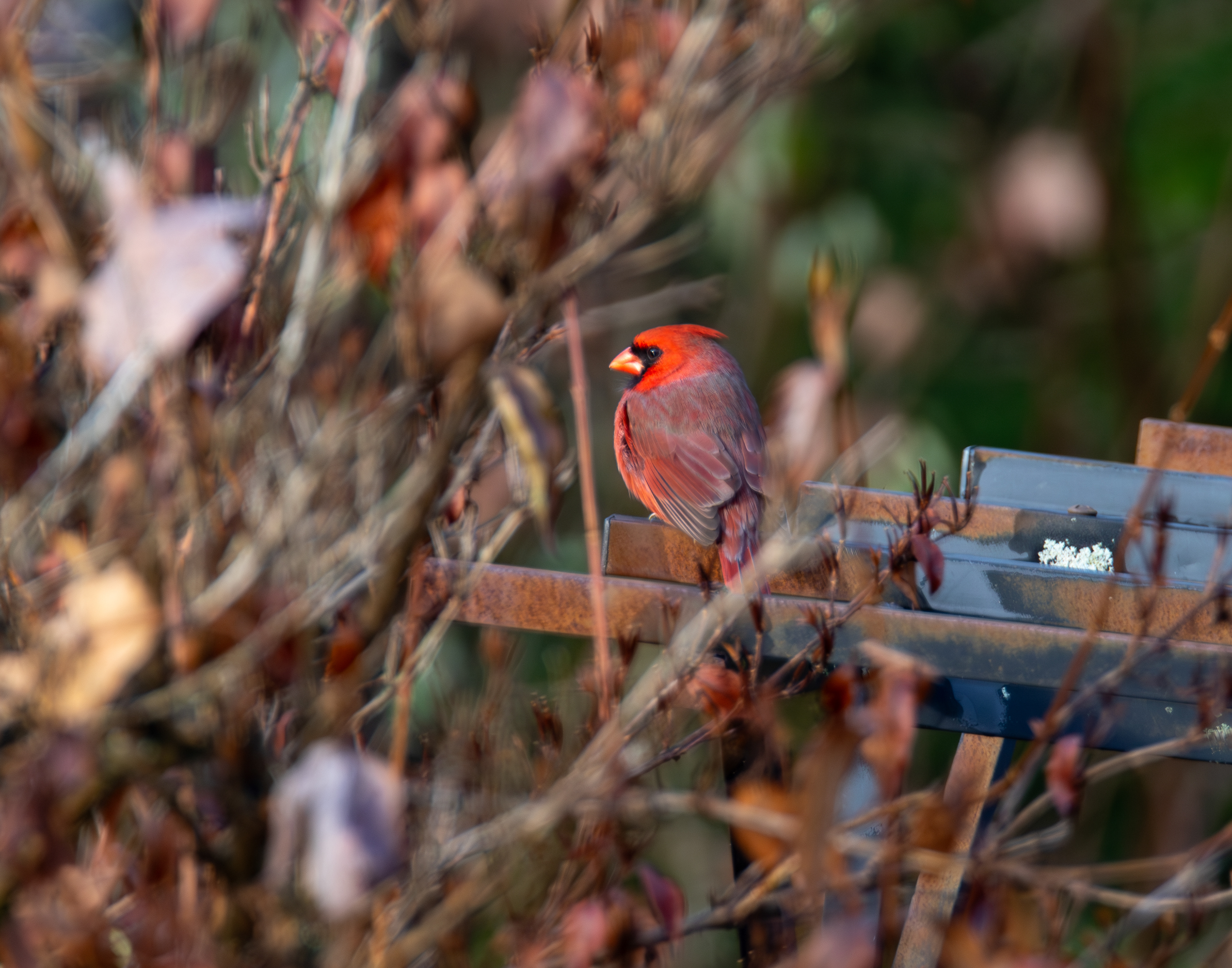 Male Northern Cardinal No1