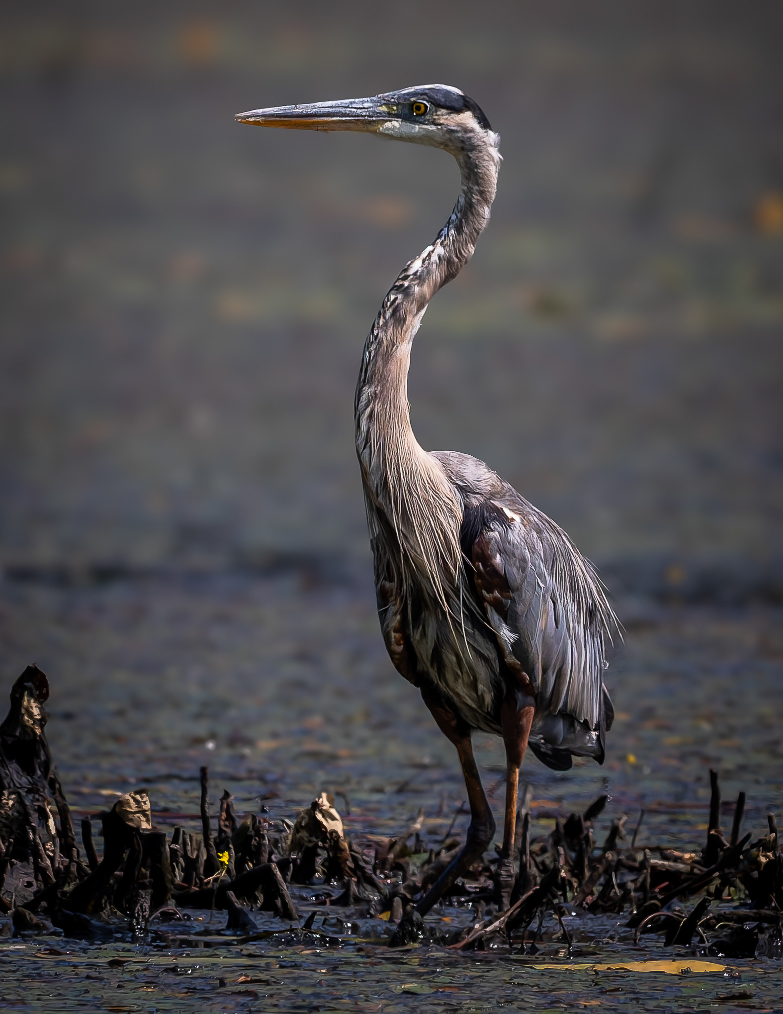 Great Blue Heron No1=3