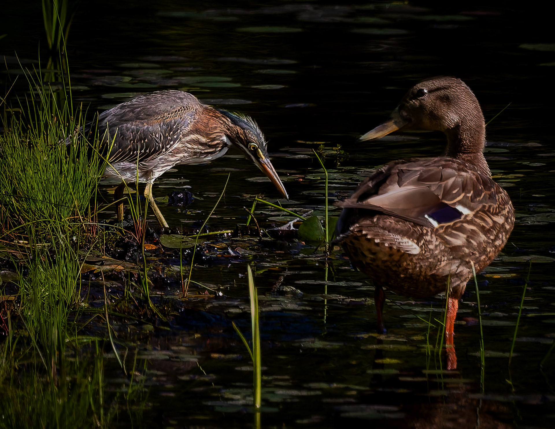 Green Heron and Mallard No2