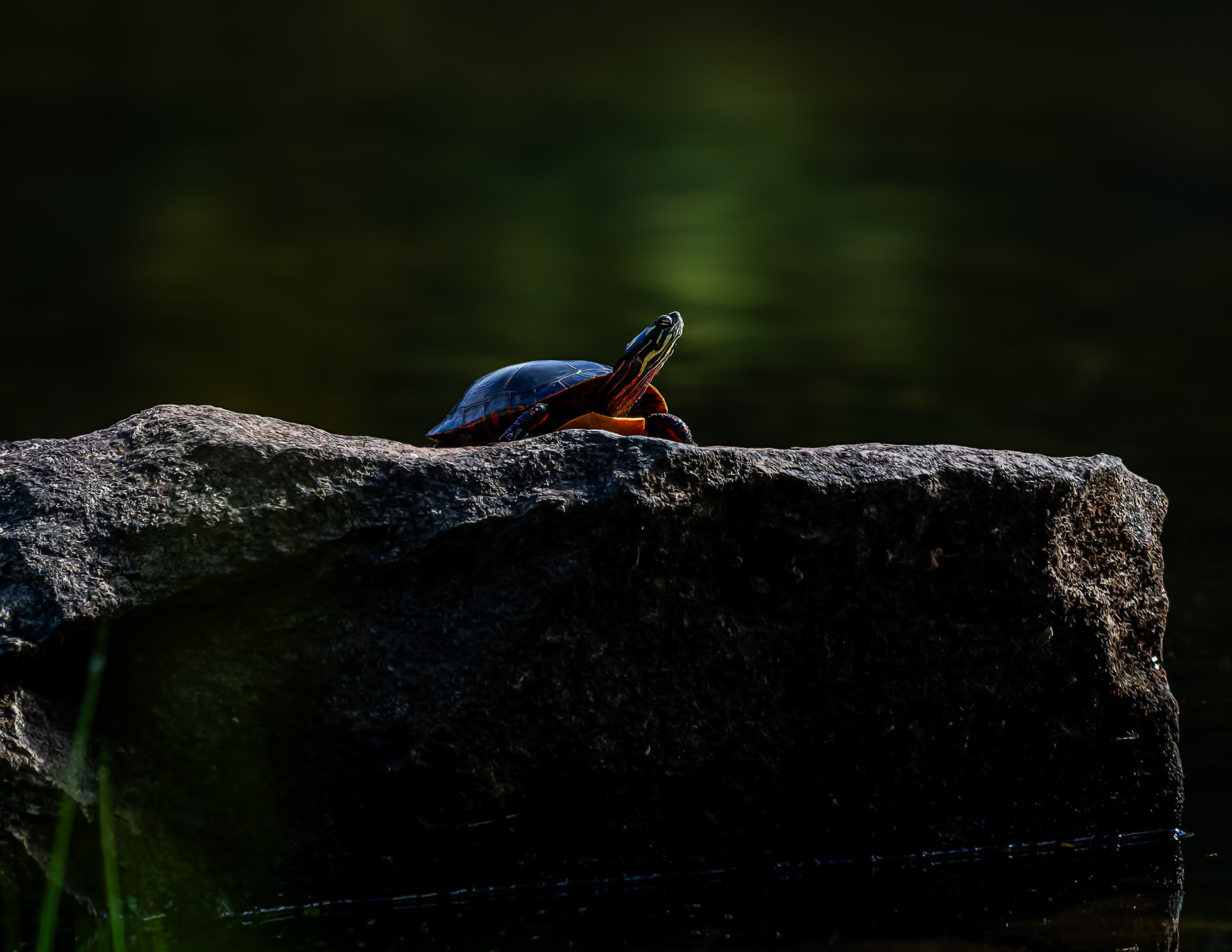 Painted Turtle No2