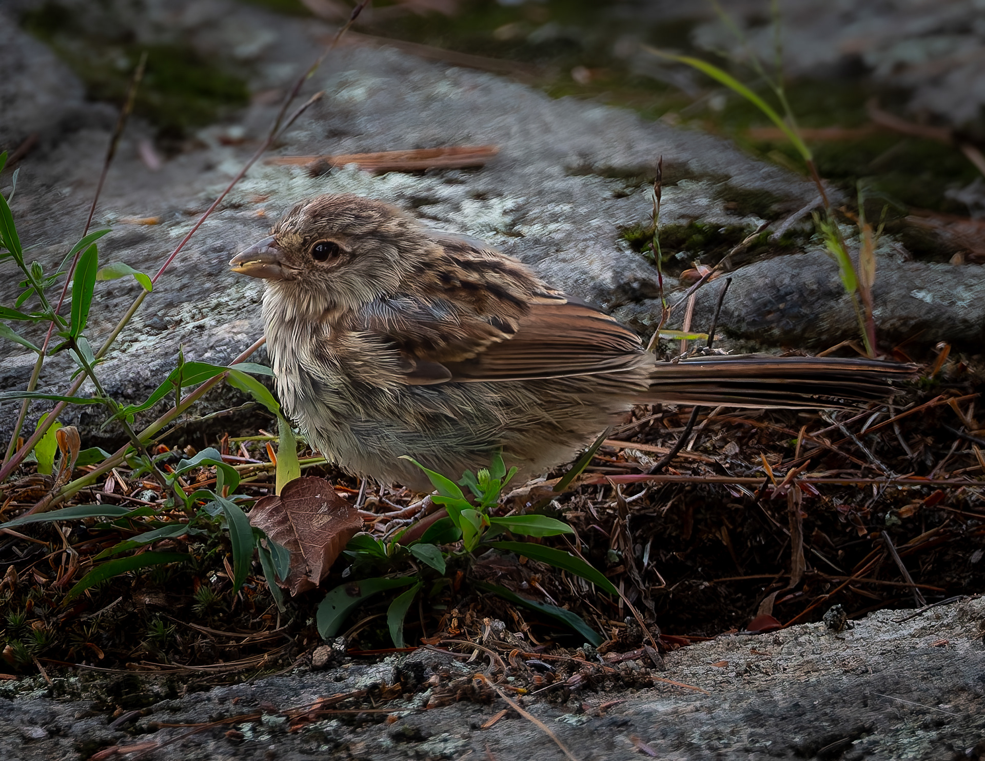 Song Sparrow