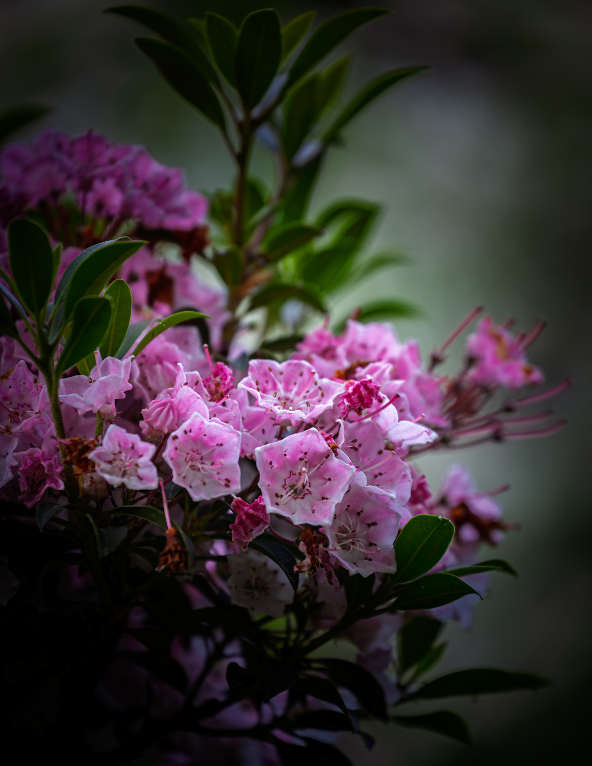Mountain Laurel