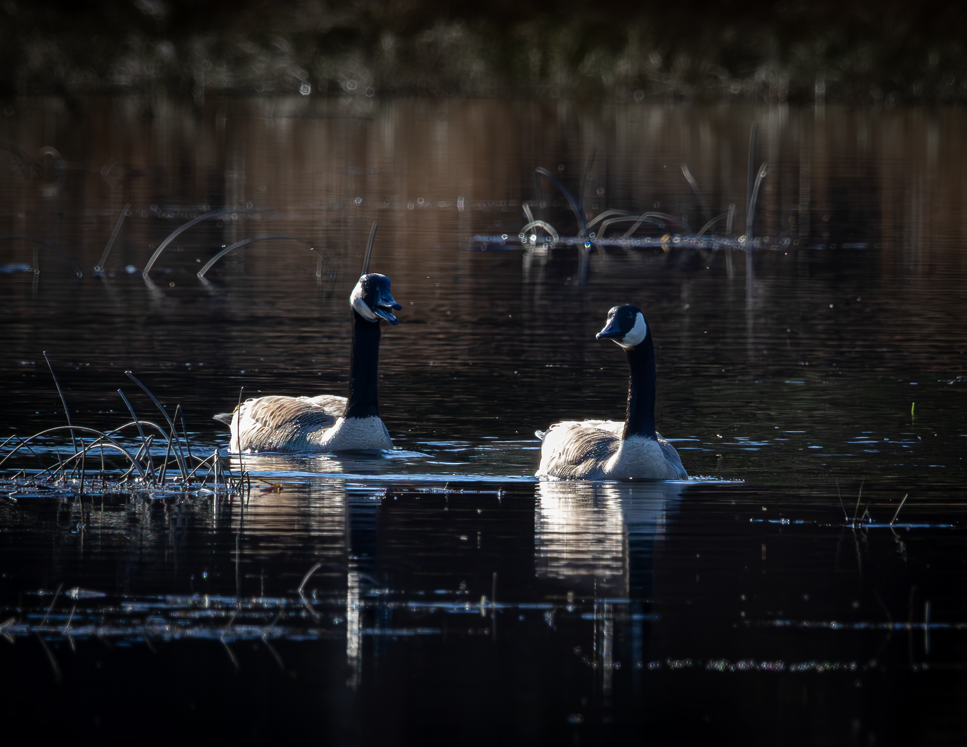 Canada Goose Pair No1