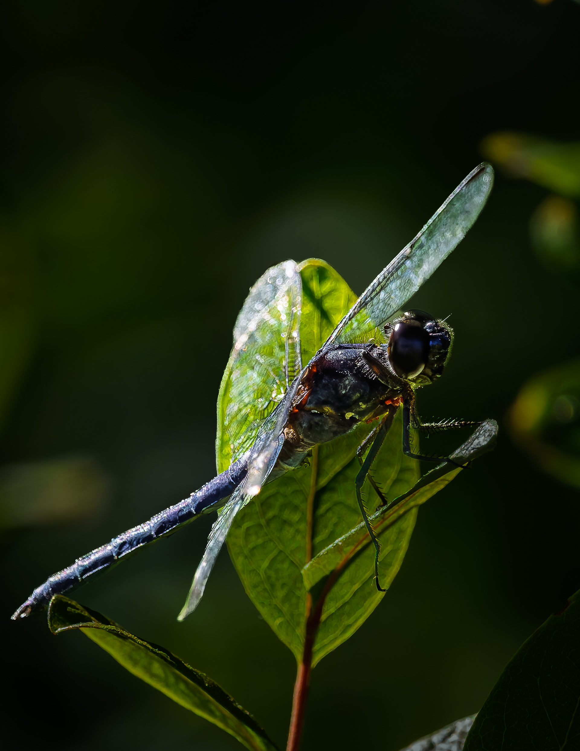 Dragonfly No1