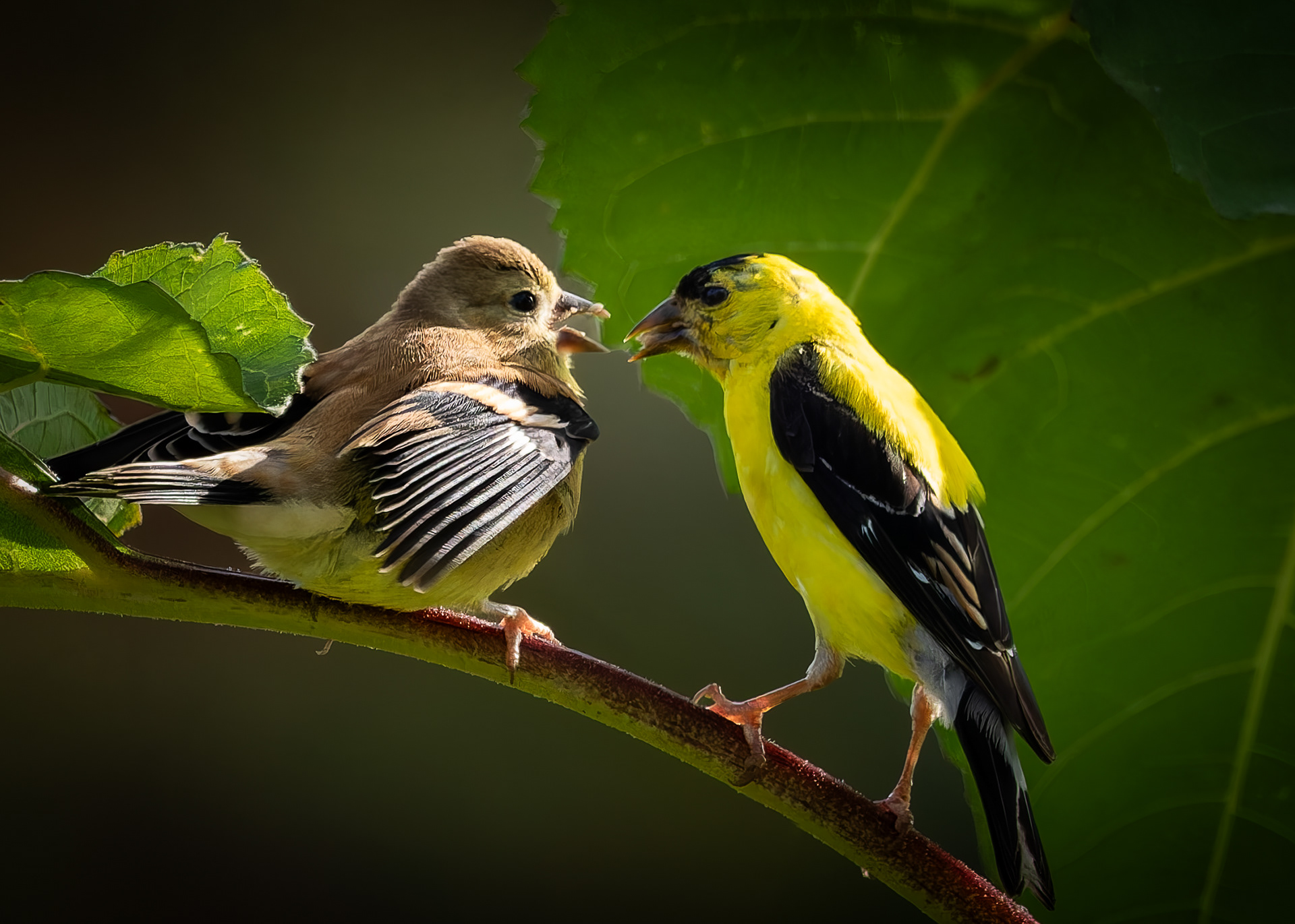 American Goldfinches No1 - September 16, 2026