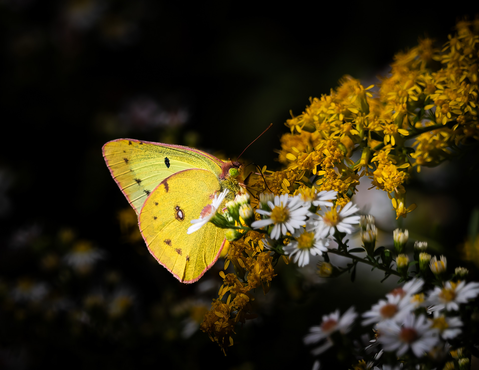 Clouded Sulphur Butterfly No5
