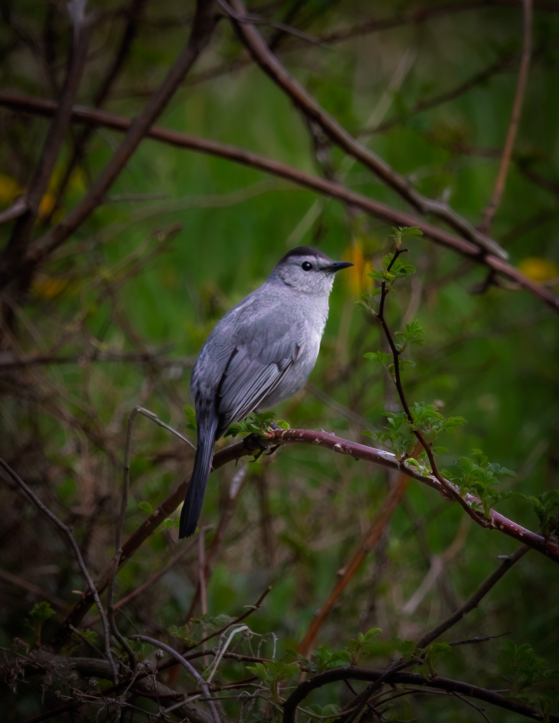 Catbird