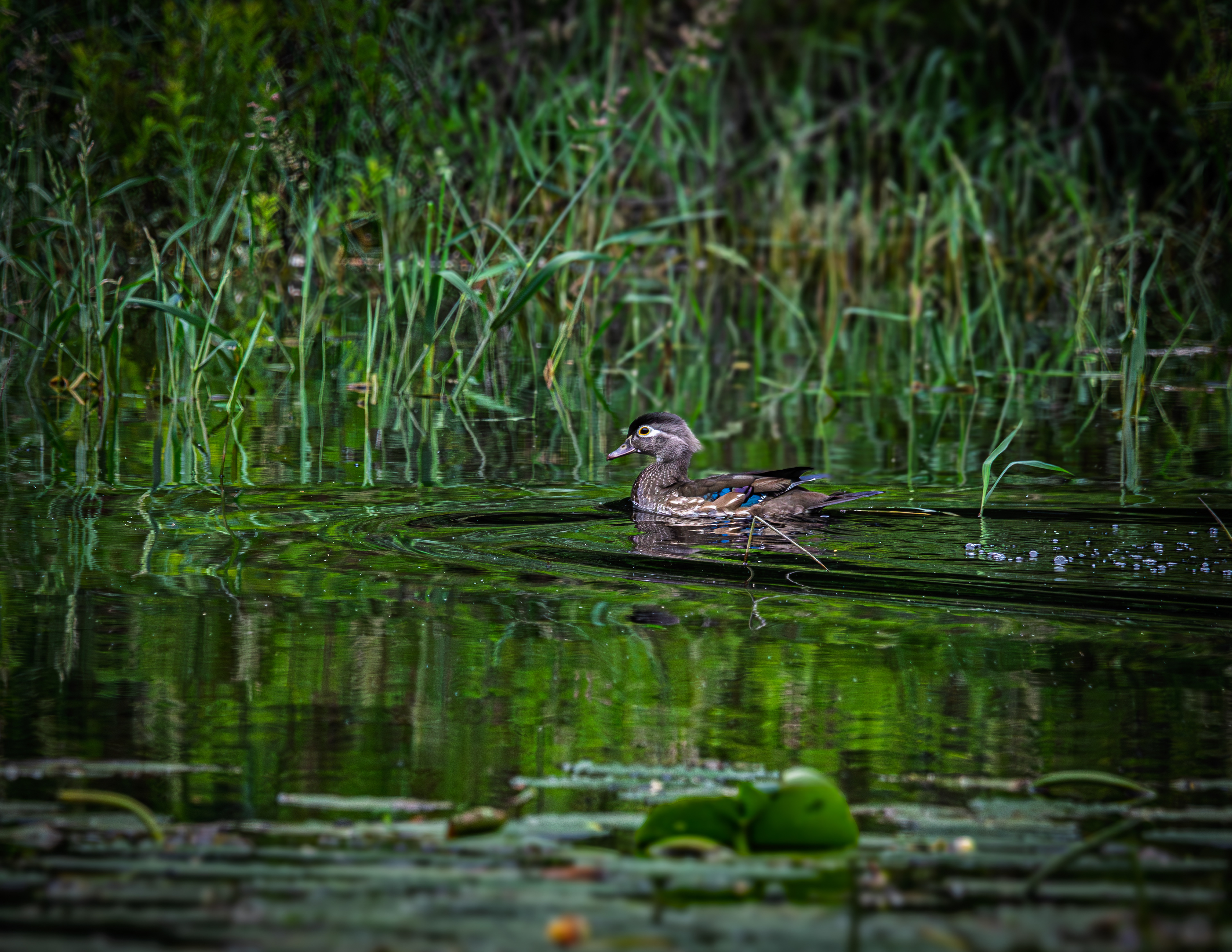 Female Wood Duck No2