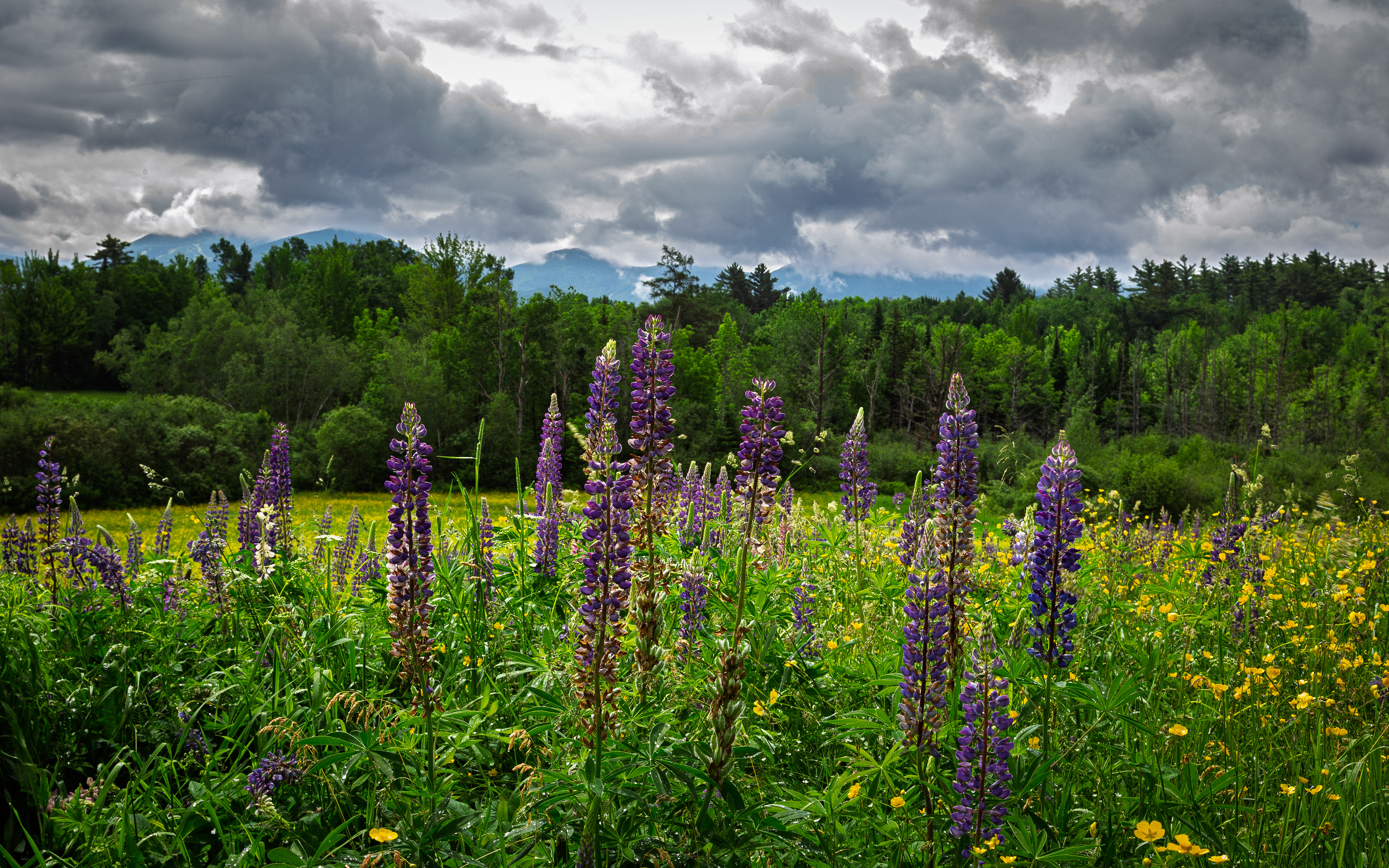Sugar Hill Lupines - June 11, 2026