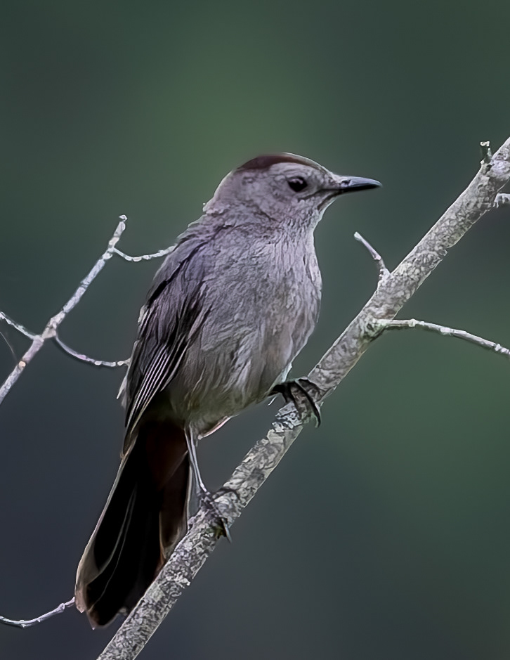 Catbird No2