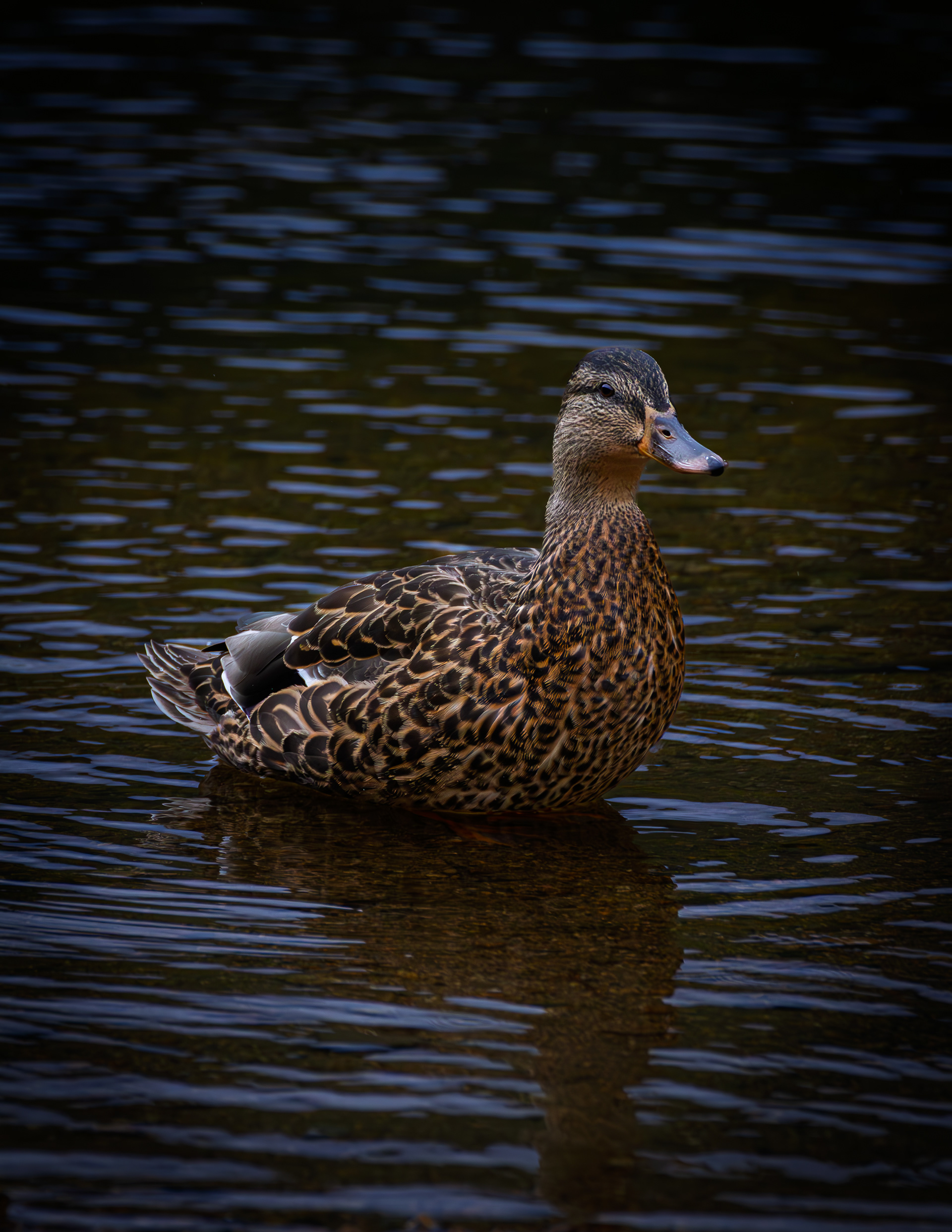 Mallard Hen No3