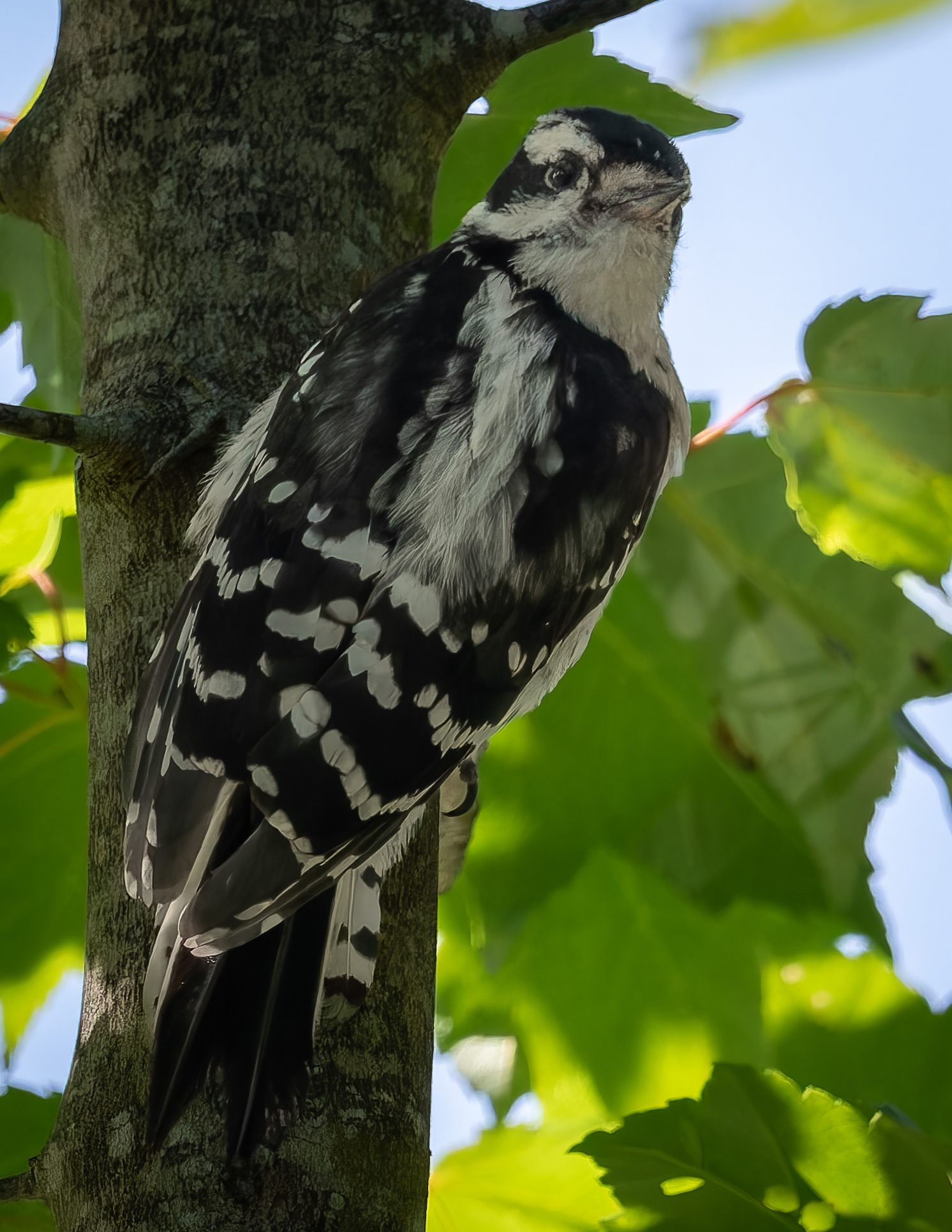 Downy Woodpecker