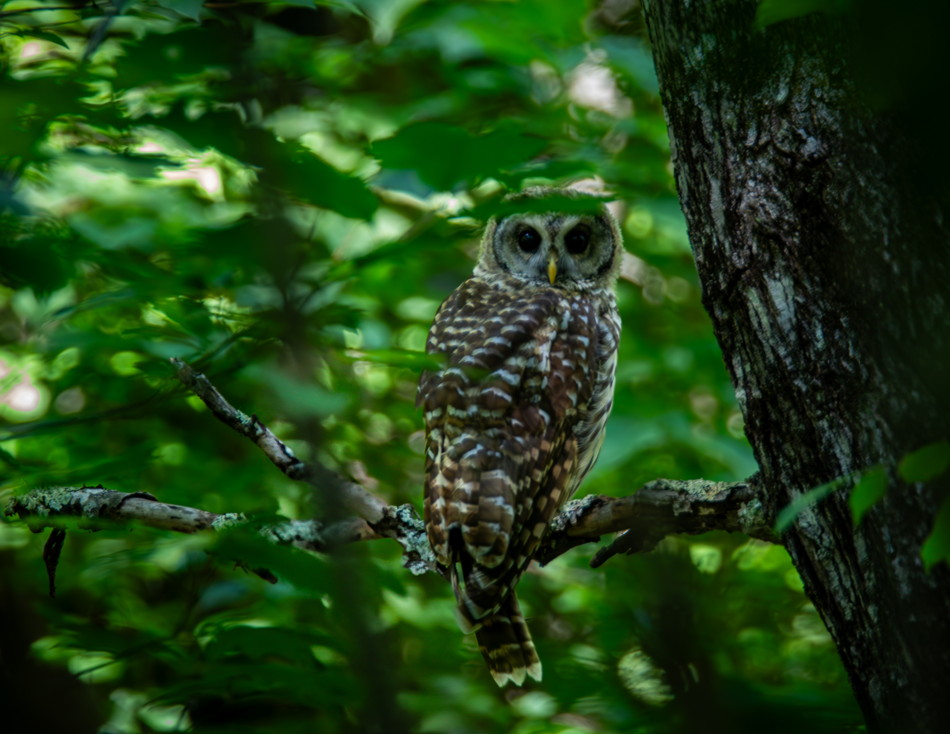 Barred Owl at the Loon Center No2
