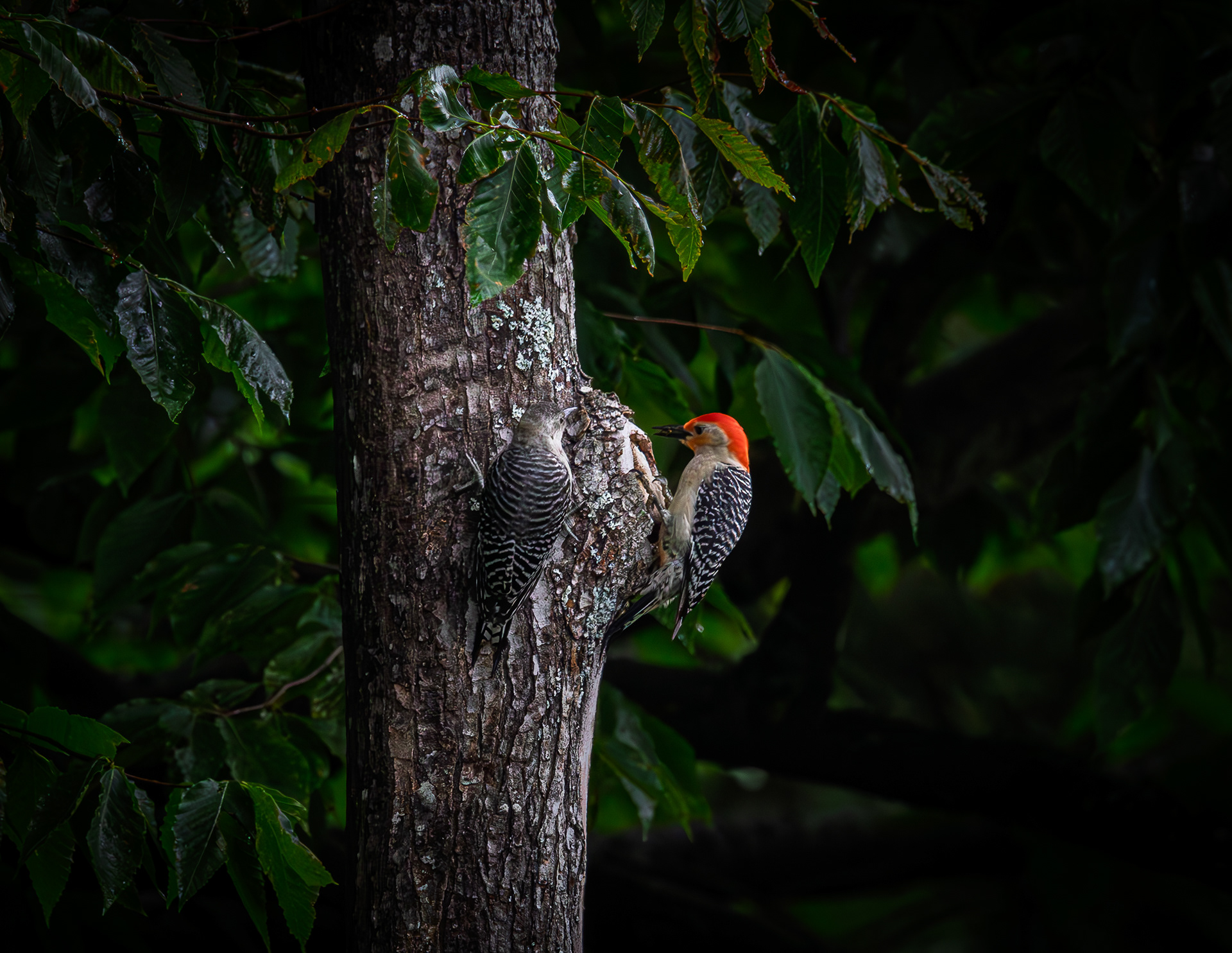 Red-bellied Woodpeckers No1
