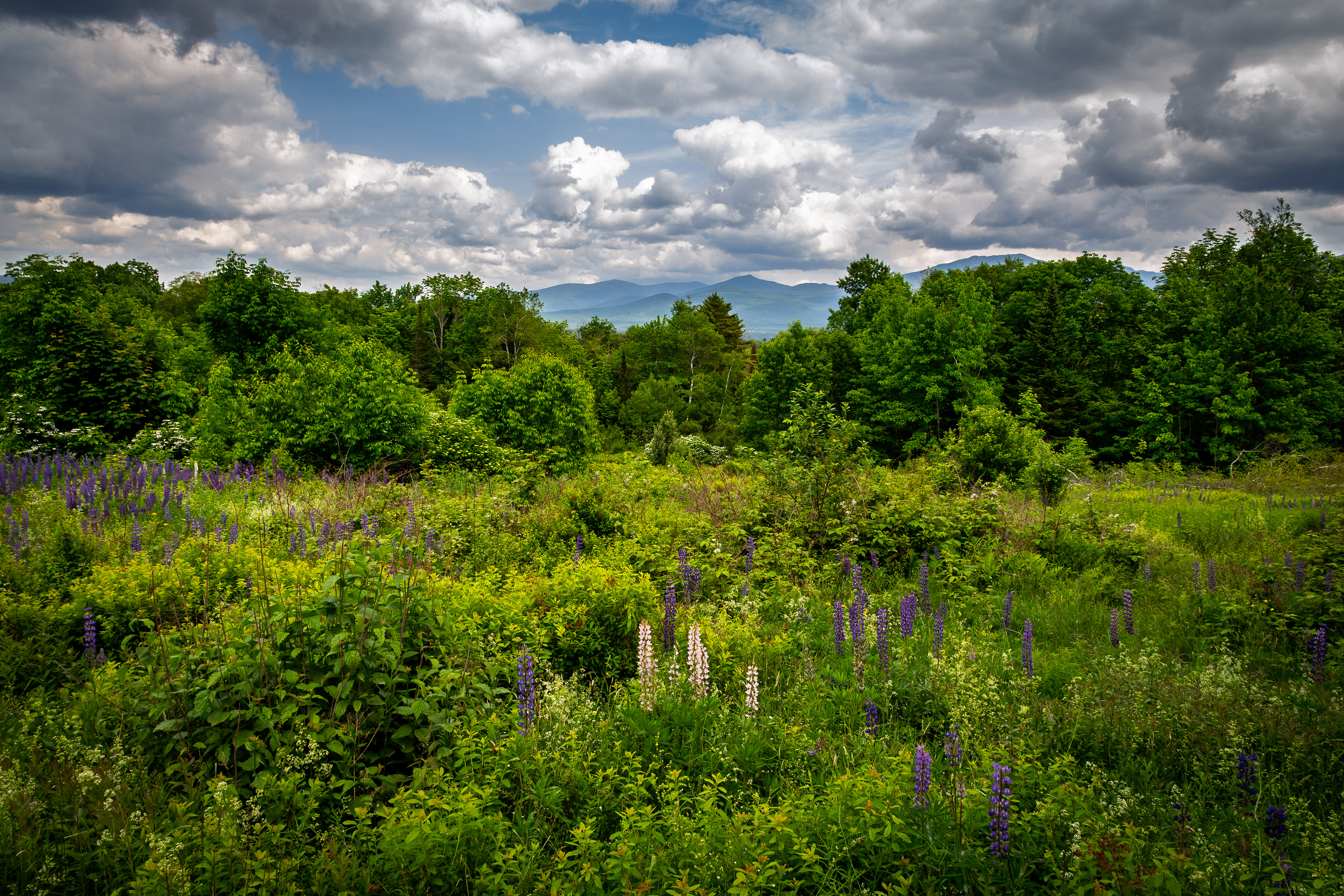 Lupines at Sugar Hill No4