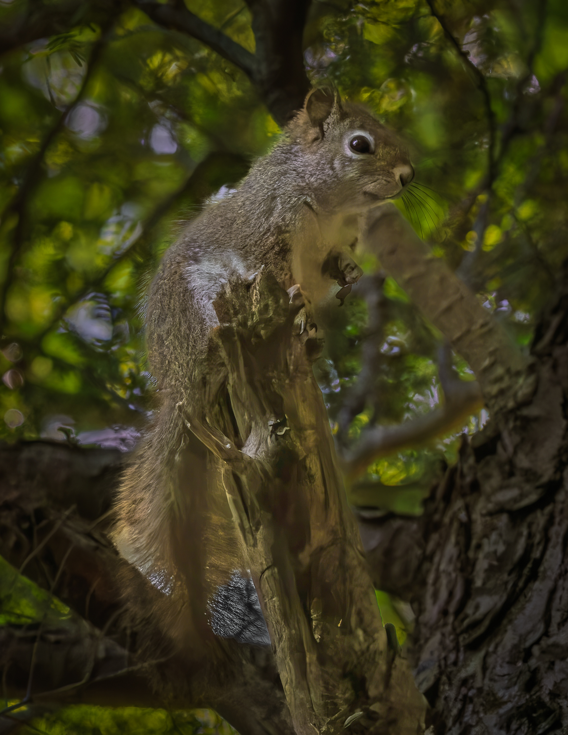 Red Squirrel No4