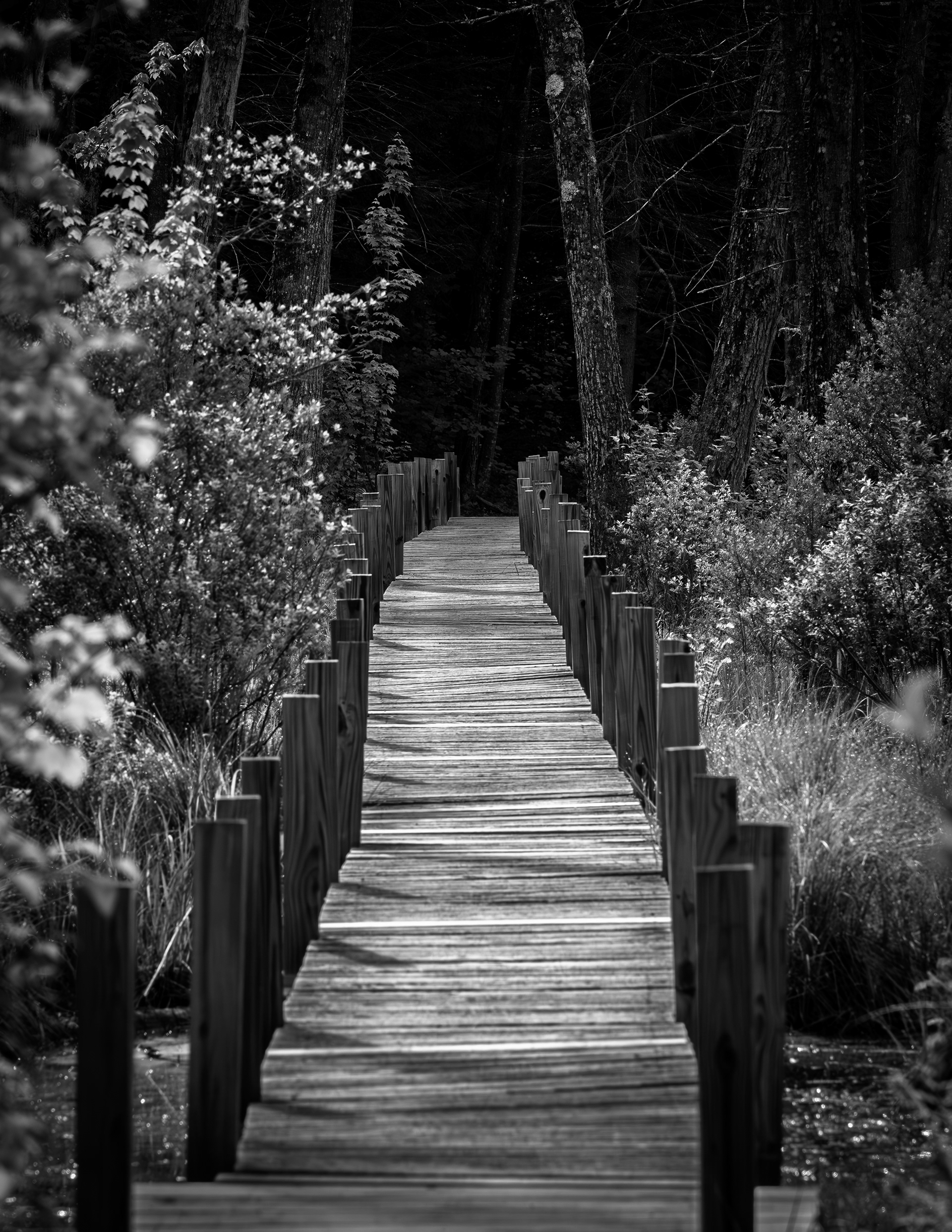 Boardwalk at Quincy Bog in Black & White