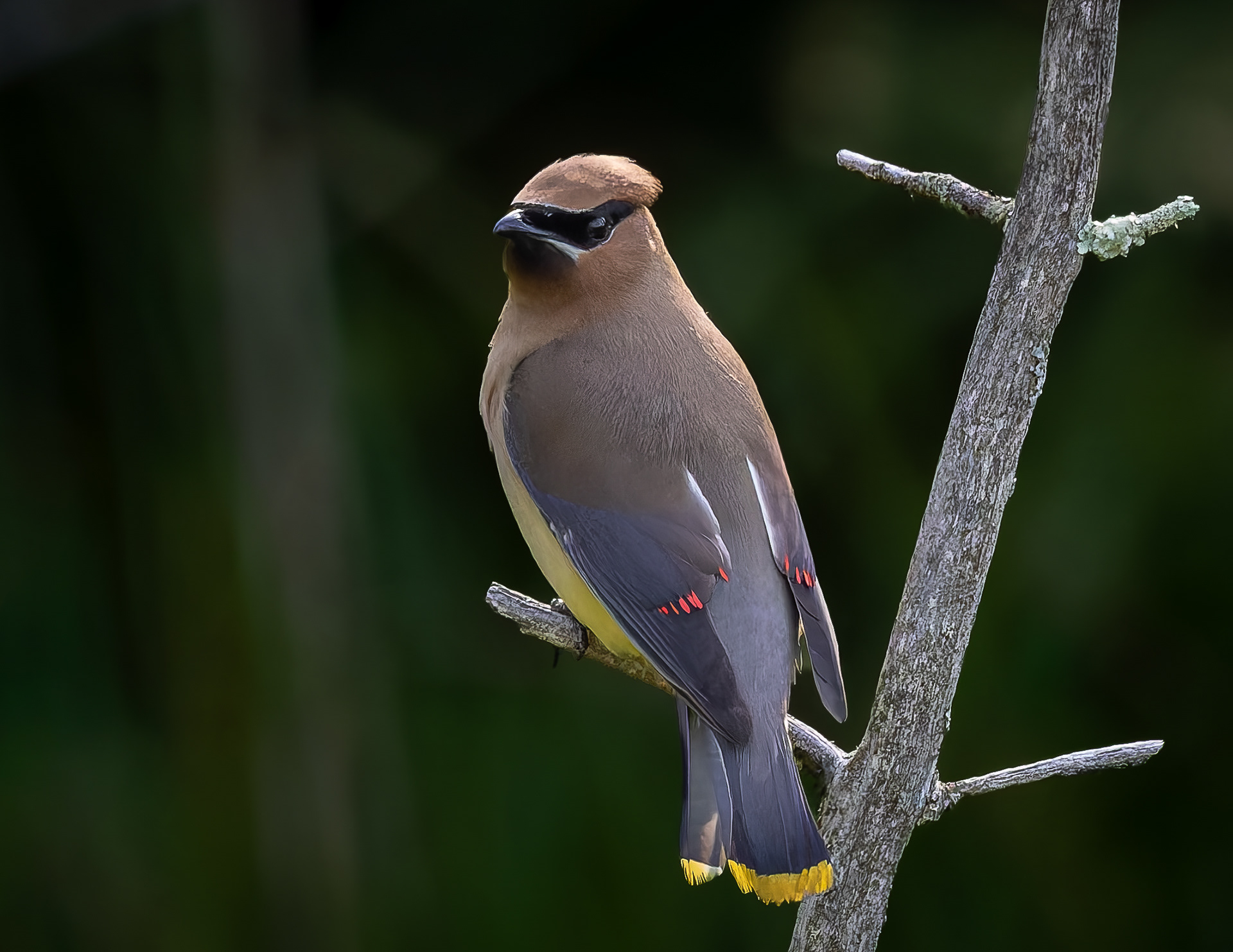 Cedar Waxwing No2