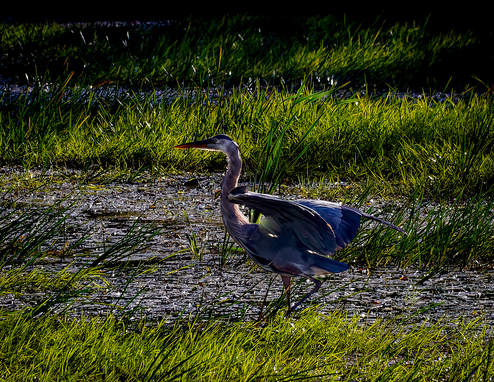 Great Blue Heron No5