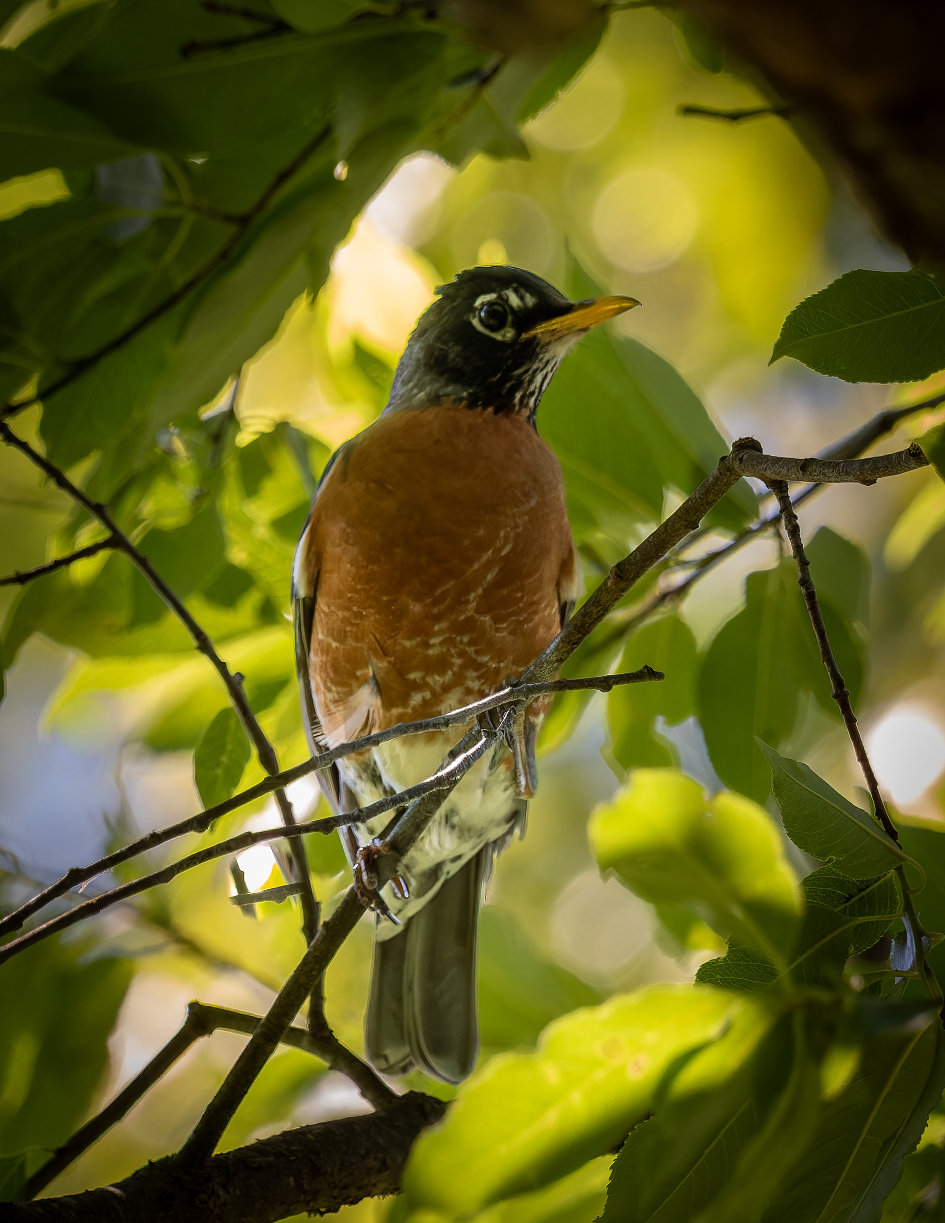 American Robin