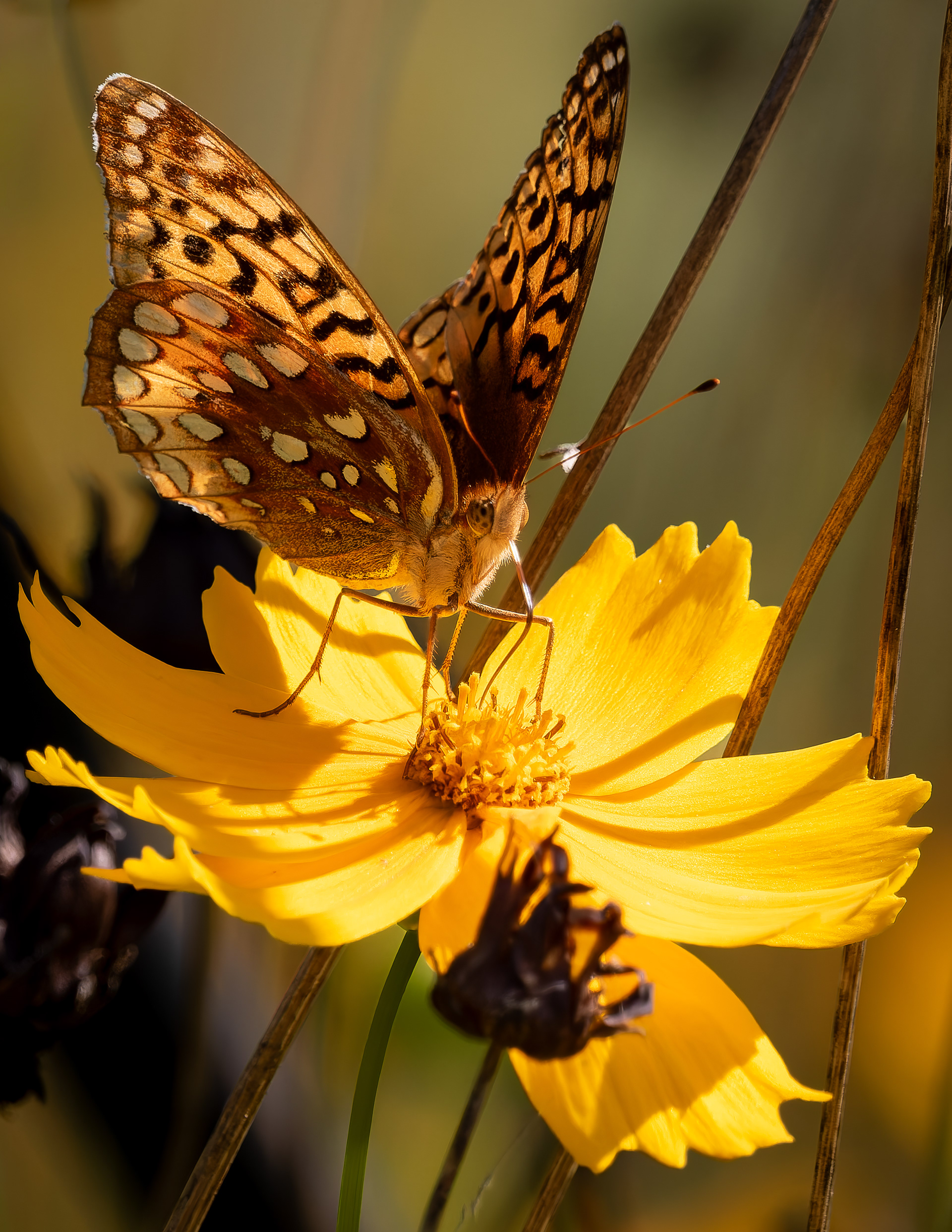 Great Spangled Fritillary No9