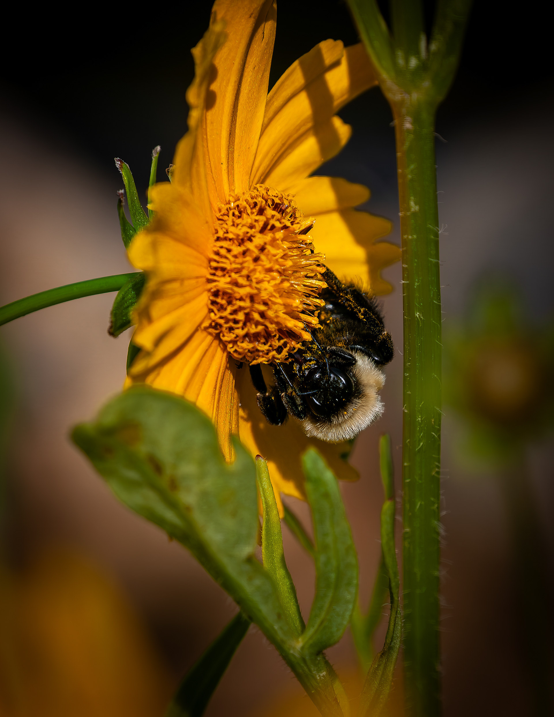 Bumble Bee