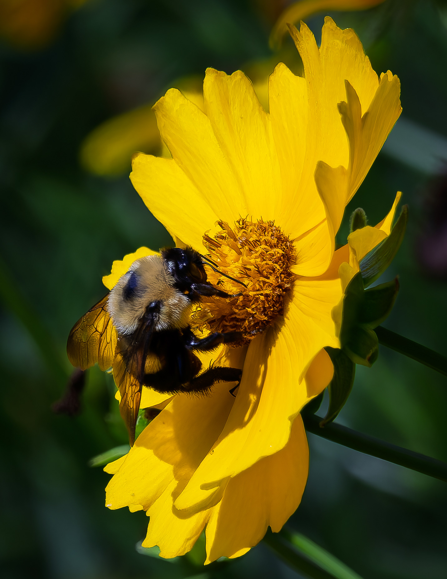 Bumblebee on Coreopsis