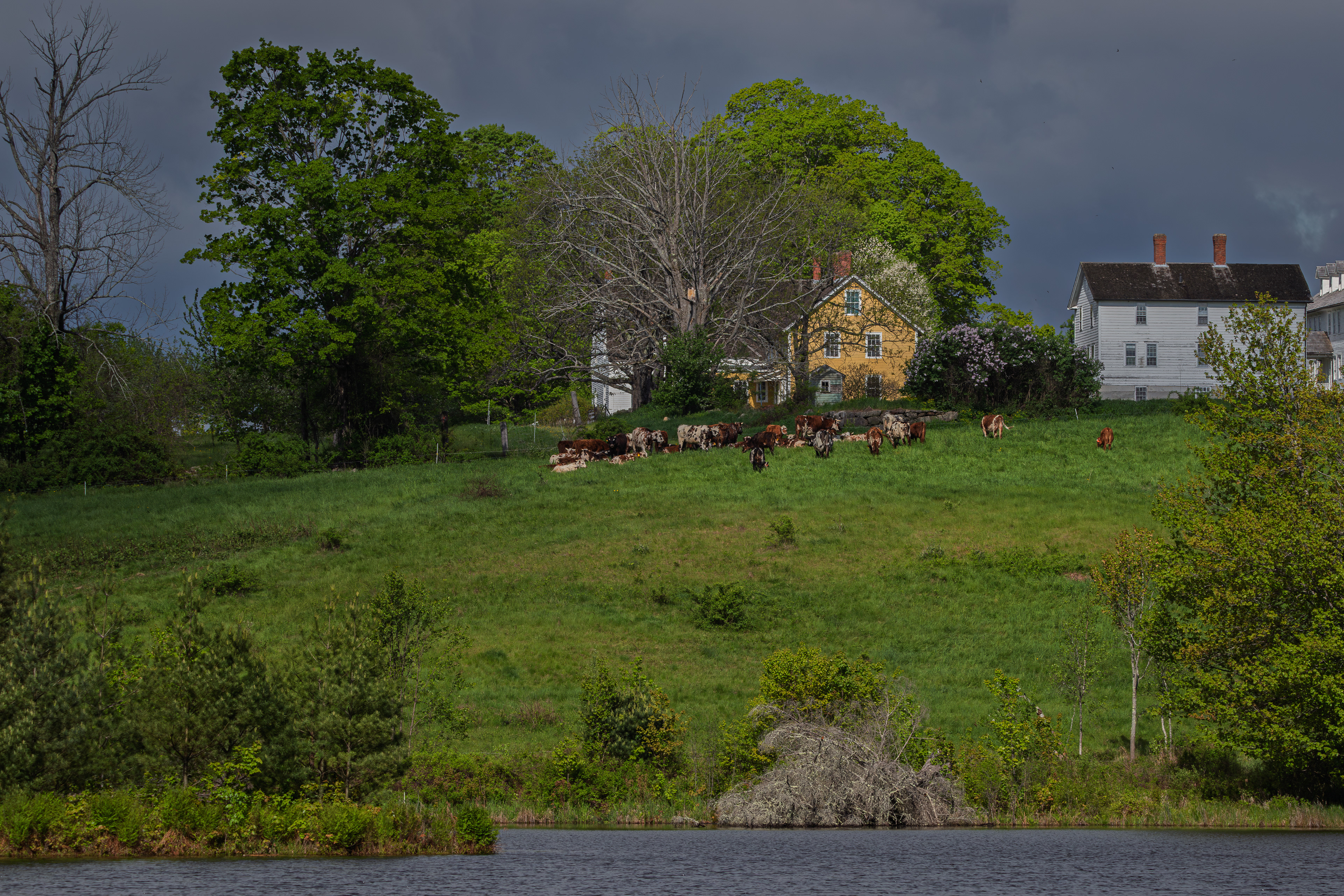 Cattle on the Hill at CSV - Color - No2