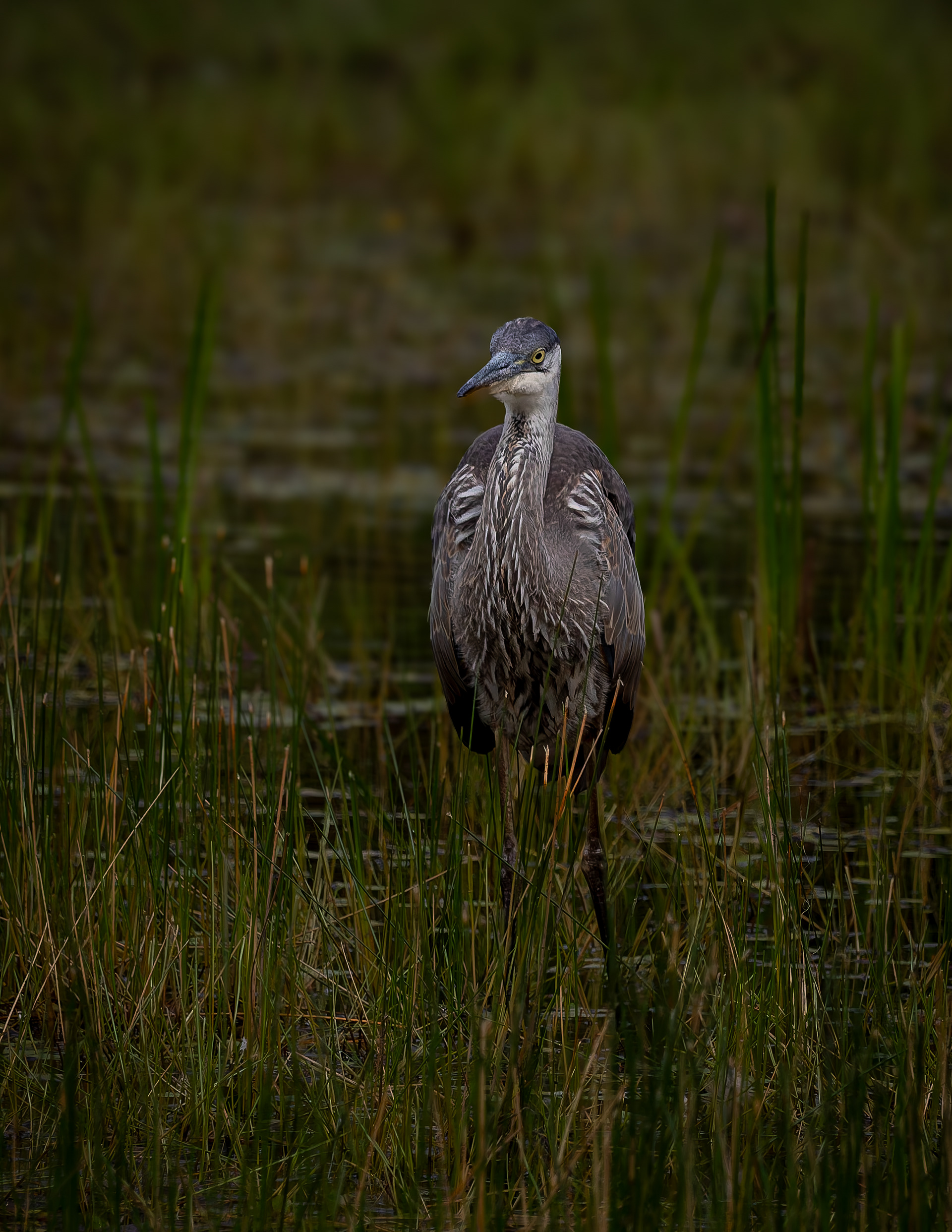 Great Blue Heron No4