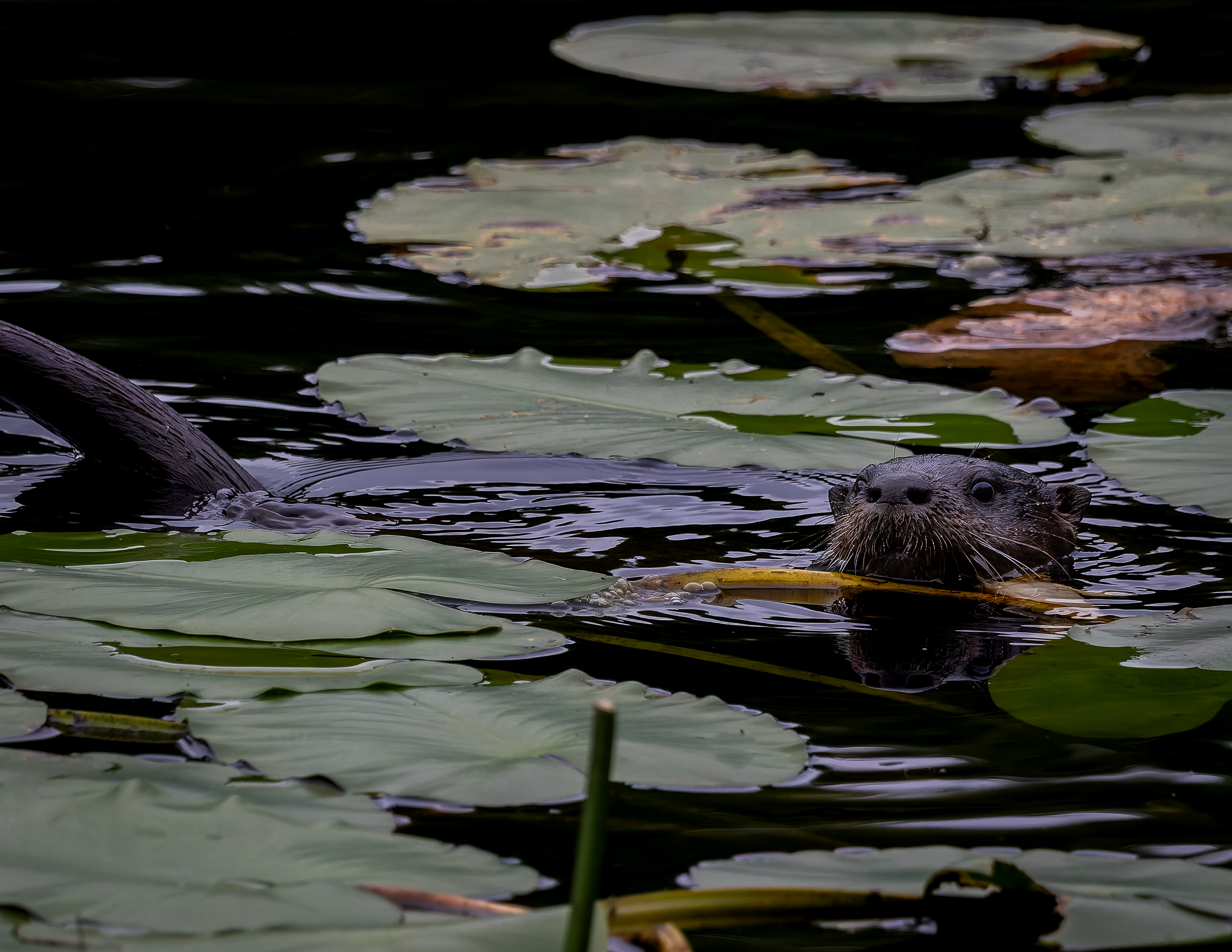 River Otter Adult No1