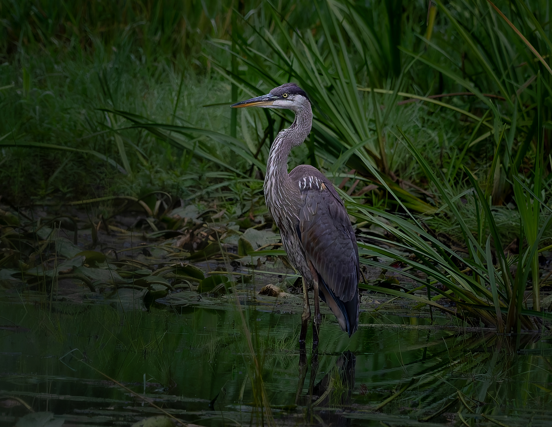 Great Blue Heron No1 - September 8, 2026