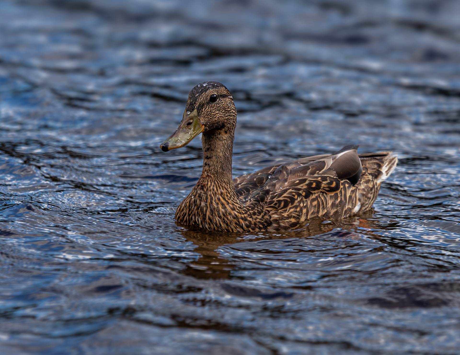 Mallard Hen at Willey Pond - August 23, 2024