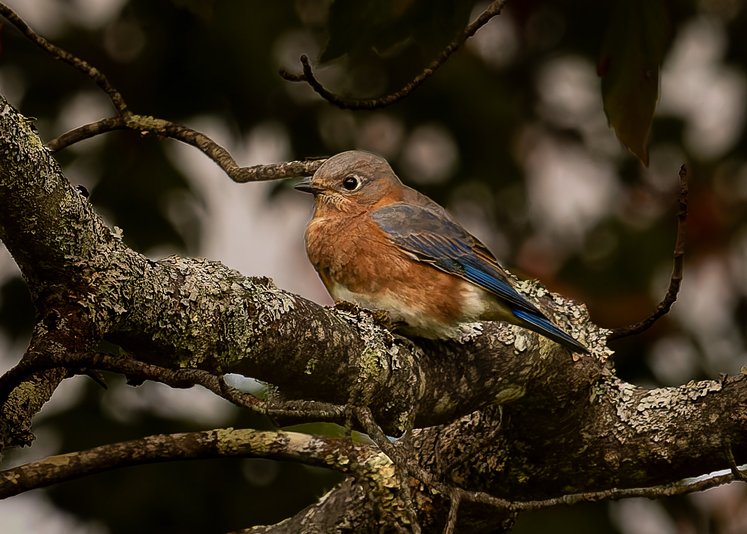 Female Eastern Bluebird - September 22, 2026