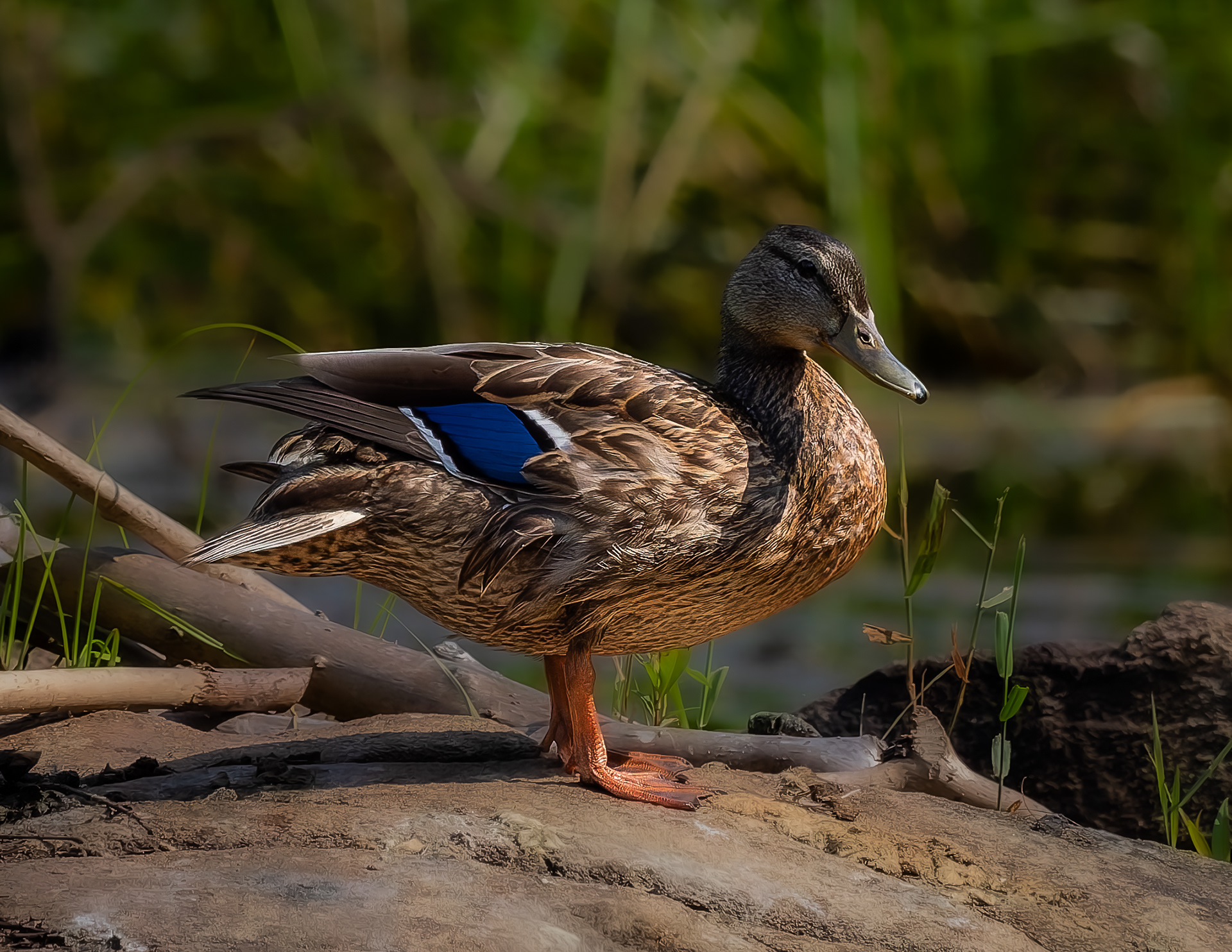 Mallard Hen No9