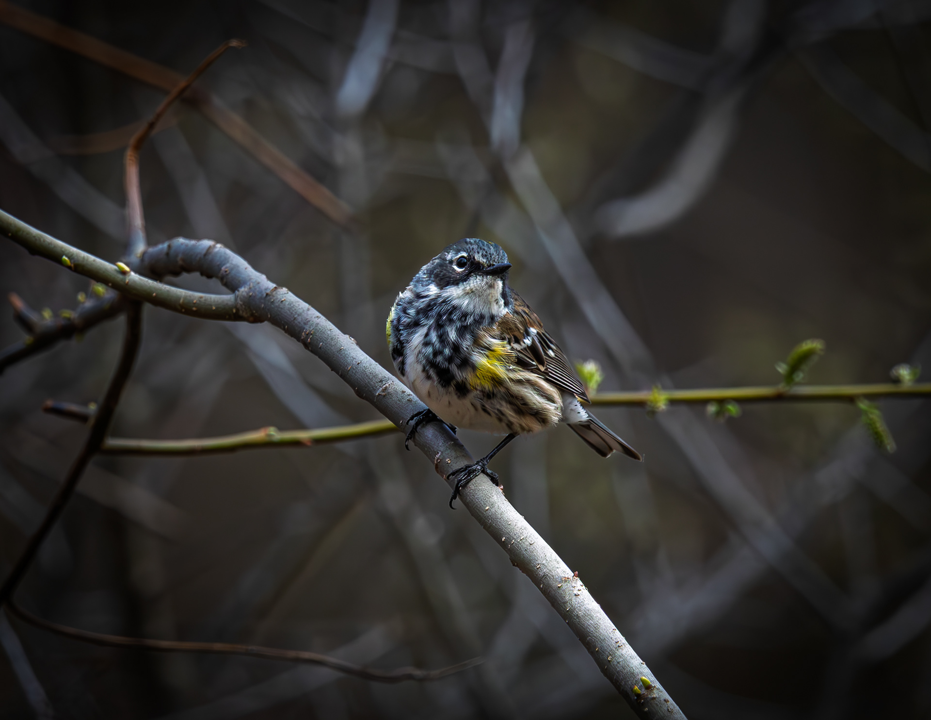 Yellow-rumped Warbler - April 26, 2026