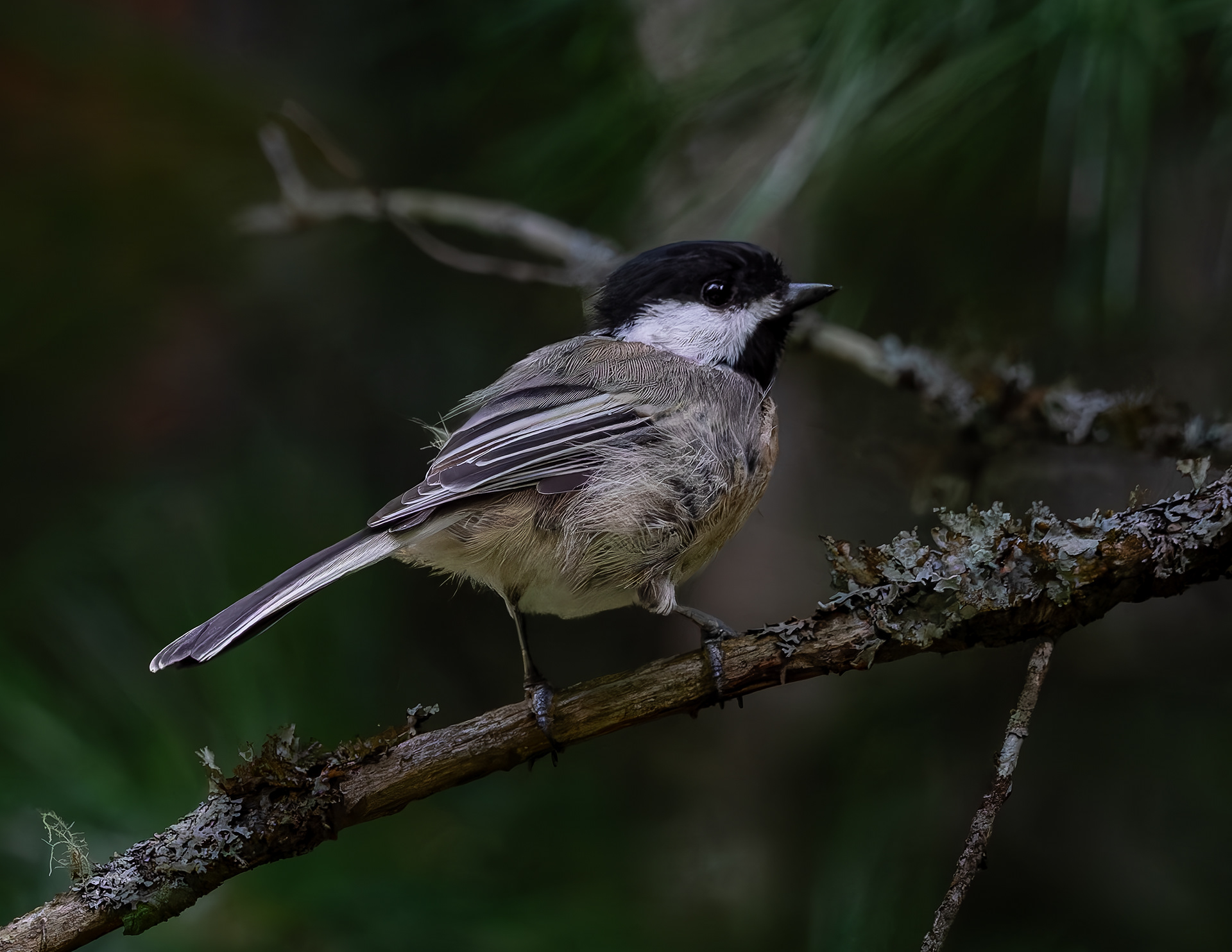 Chickadee No2