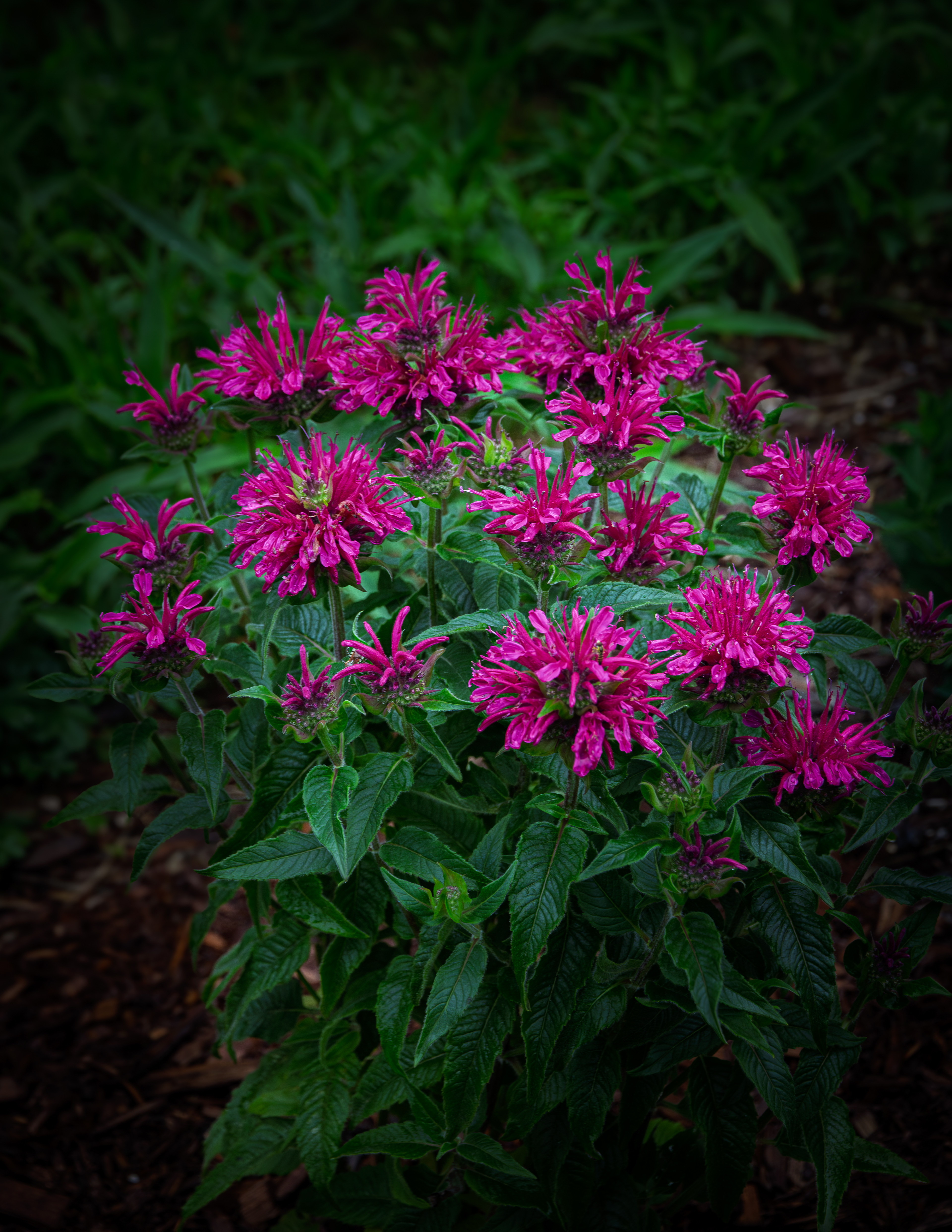 Sugar Buzz Grape Gumball Bee Balm