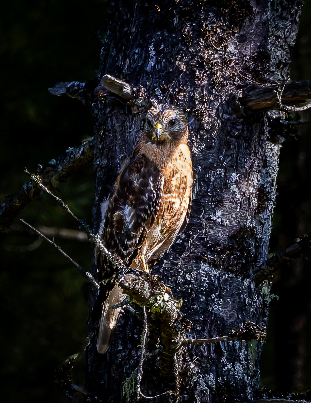 Red-shouldered Hawk No3