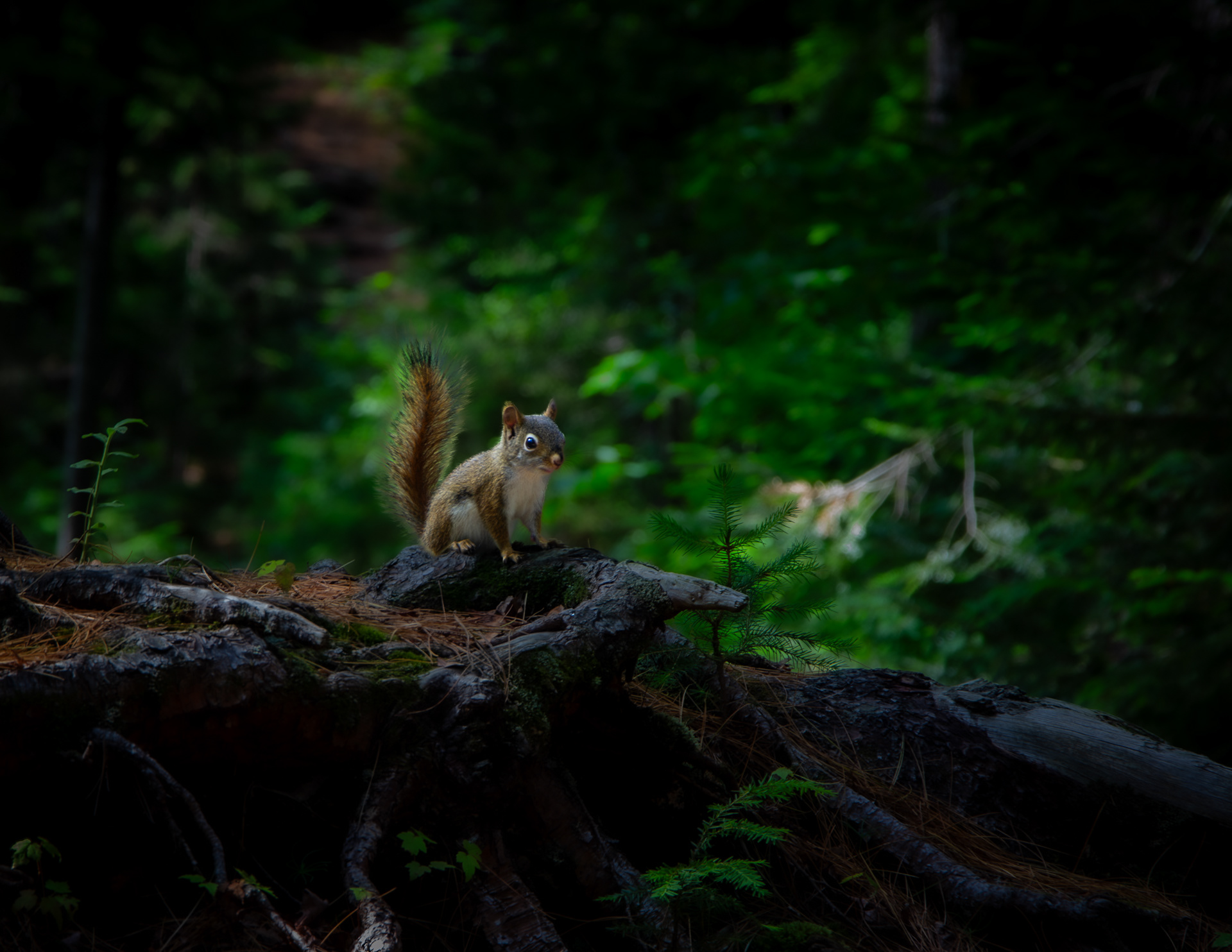 Red Squirrel at Rocky Gorge - July 2, 2024